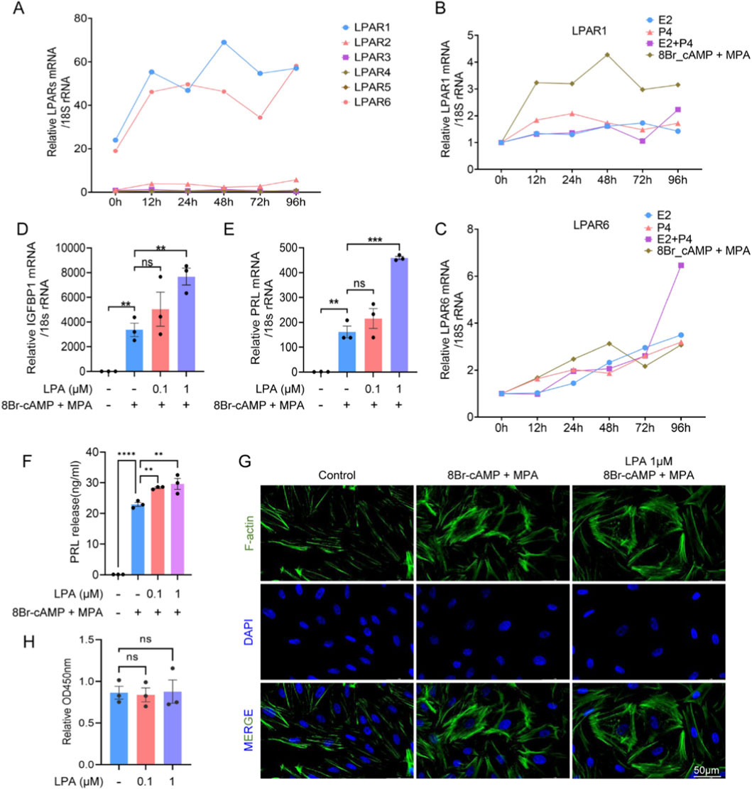 Graphs and images examining the effects of treatments on mRNA and protein levels. Panels A, B, and C show line graphs for LPAR mRNA expression over time with different treatments. Bar graphs D, E, and F depict IGFBP1 mRNA, PRL mRNA, and PRL release levels, respectively, under various conditions. Panel G presents microscopy images showing cellular morphology with green F-actin staining and blue DAPI staining, comparing control, 8Br-cAMP + MPA, and LPA treatments. Panel H shows a bar graph of relative absorbance under different LPA concentrations. Statistical significance is indicated in the graphs.