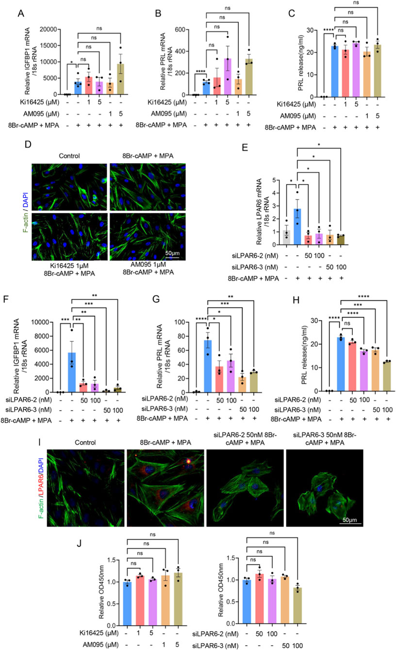 Graphs A, B, and C display bar charts showing the relative mRNA levels of IGFBP1, PRL, and PRL release under different conditions with annotations for statistical significance. Image D shows four panels of fluorescent cell images labeled with F-actin and DAPI. Graph E presents a bar chart with relative LPAR6 mRNA expression. Graphs F, G, and H illustrate relative IGFBP1 mRNA, PRL mRNA, and PRL release, with statistical significance indicated. Image I has four panels of fluorescent cell images showing LPAR6, F-actin, and DAPI. Graph J contains bar charts displaying relative OD450nm readings under varying conditions.
