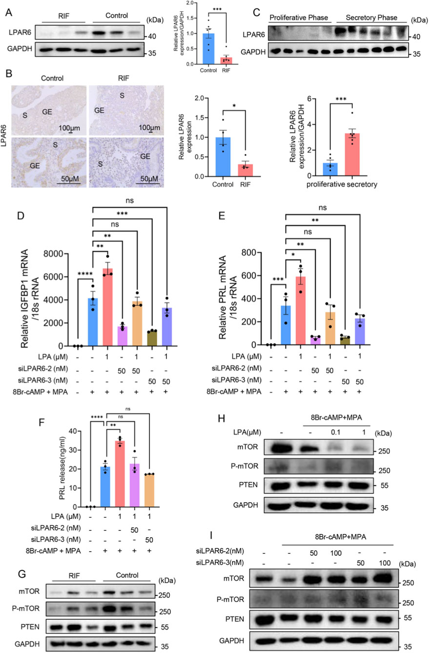 Multiple panels display research data on LPAR6 expression and signaling. Panel A shows a Western blot and bar graph comparing LPAR6 levels in RIF and control. Panel B includes immunohistochemistry images and a bar graph indicating LPAR6 expression, highlighting differences between control and RIF. Panel C presents Western blots comparing LPAR6 expression during proliferative and secretory phases. Panels D to F feature bar graphs depicting mRNA levels and PRL release under different conditions. Panels G to I display Western blots examining mTOR and PTEN protein levels under various treatments and modifications. Statistical significance is marked with asterisks.