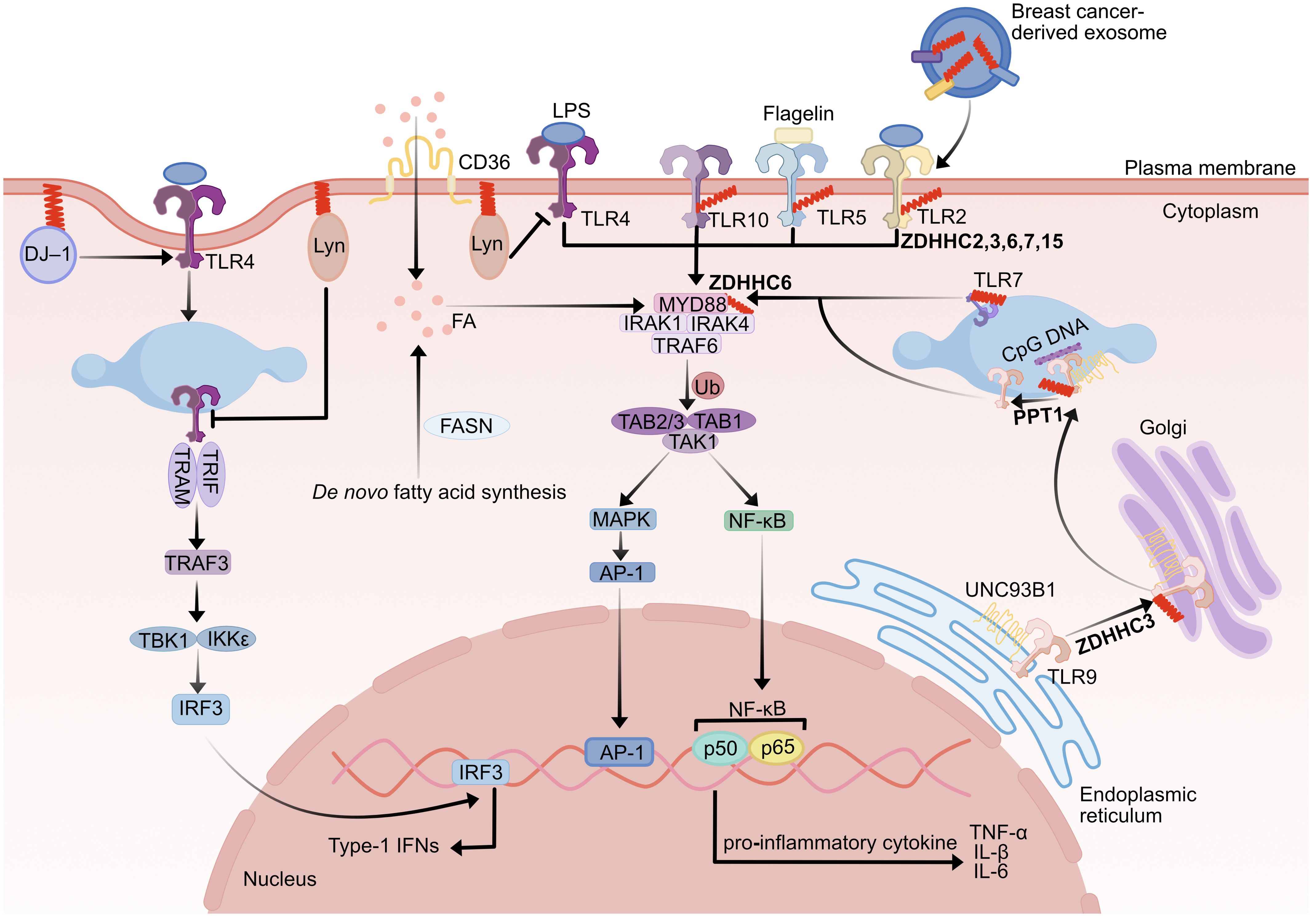 Illustration of molecular pathways involving TLRs and their role in immune responses. Key components include TLR4, CD36, and DJ-1 with pathways leading to the production of pro-inflammatory cytokines and type-1 interferons. Exosomes and LPS influence these pathways, initiating actions through molecules like MYD88 and IRAK4. The image shows interactions within the membrane, cytoplasm, Golgi, and endoplasmic reticulum, highlighting processes like de novo fatty acid synthesis and NF-kB activation.