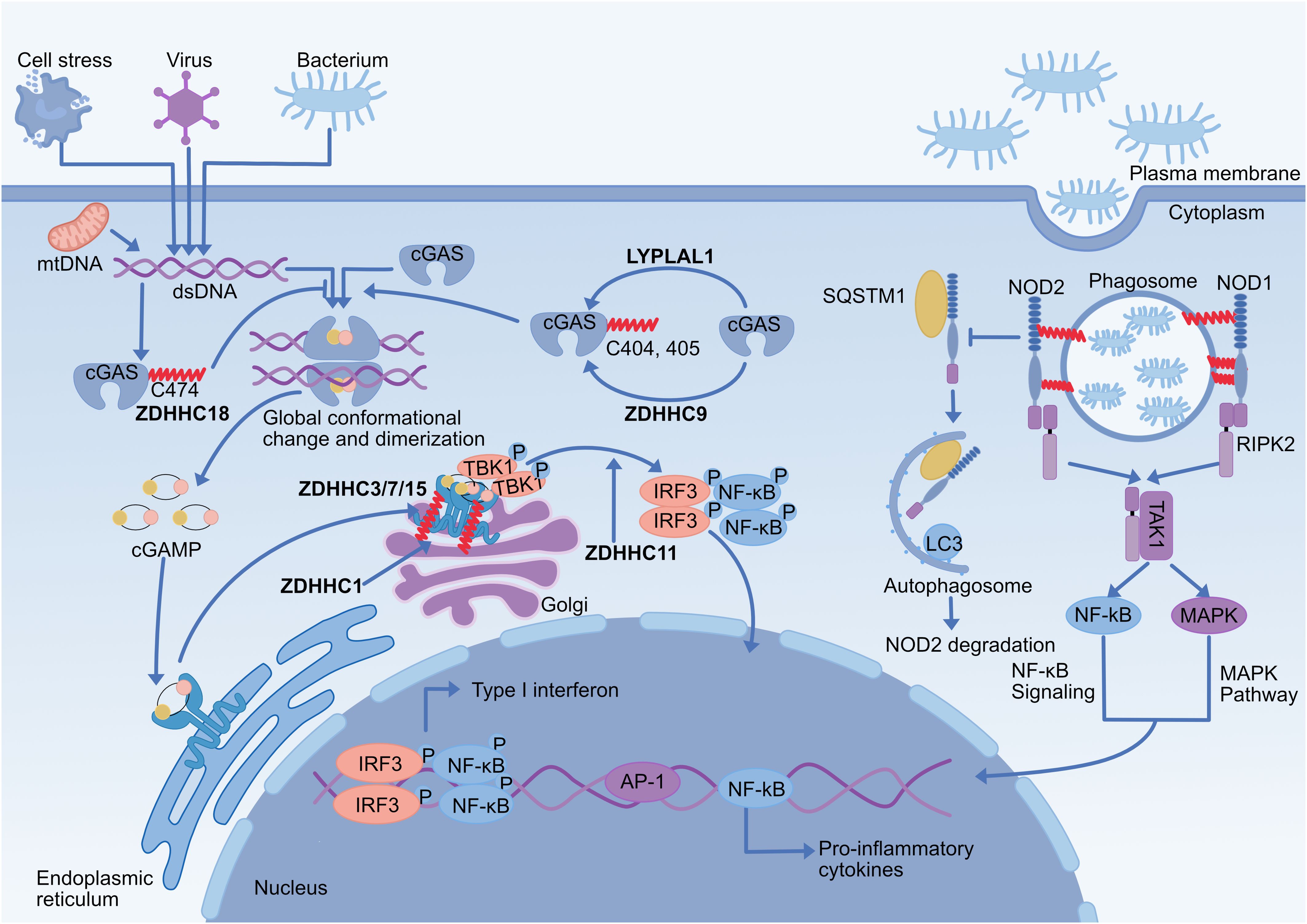 Diagram illustrating cellular signaling pathways activated by cell stress, viruses, and bacteria. It shows DNA sensing by cGAS, leading to global conformational changes, dimerization, and activation of pathways involving ZDHHC proteins. The image includes interactions with the endoplasmic reticulum, Golgi, and pathways for NF-kB signaling, type I interferon production, and autophagy. Key components labeled include mtDNA, dsDNA, cGAMP, TBK1, IRF3, and MAPK, among others, demonstrating complex cellular responses to external stimuli.