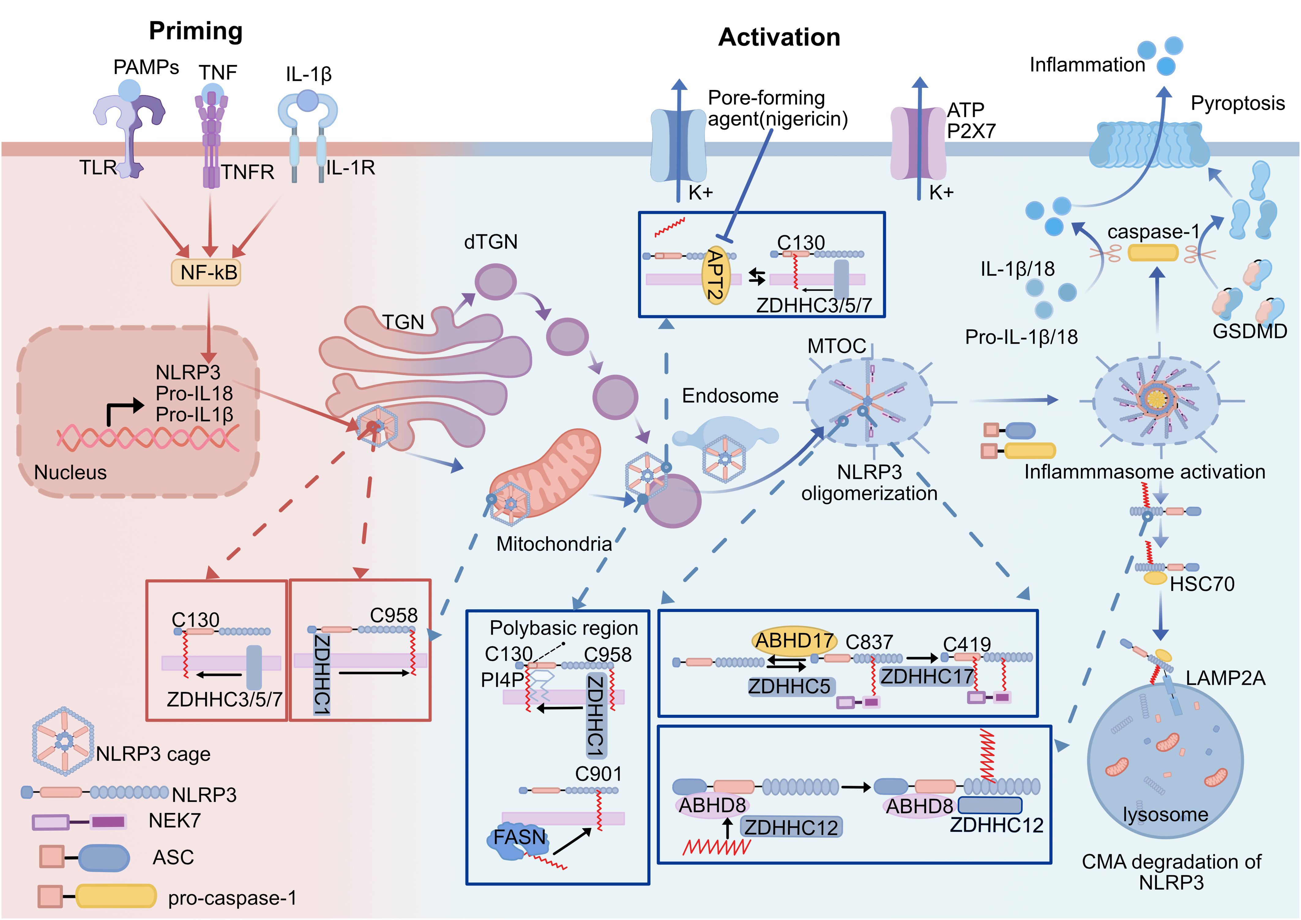 Diagram depicting the process of NLRP3 inflammasome activation. It is divided into Priming and Activation phases. Priming involves receptors like TLR, TNFR, and IL-1R leading to NF-kB activation in the nucleus, producing NLRP3, pro-IL18, and pro-IL1β. Activation shows cellular components such as TGN, mitochondria, and endosomes interacting to facilitate NLRP3 oligomerization. This leads to inflammasome activation, triggering caspase-1, releasing IL-1β/18, causing inflammation and pyroptosis. Components like ZDHHC3, ZDHHC5, ZDHHC17, HSC70, and LAMP2A are involved in regulation and degradation.