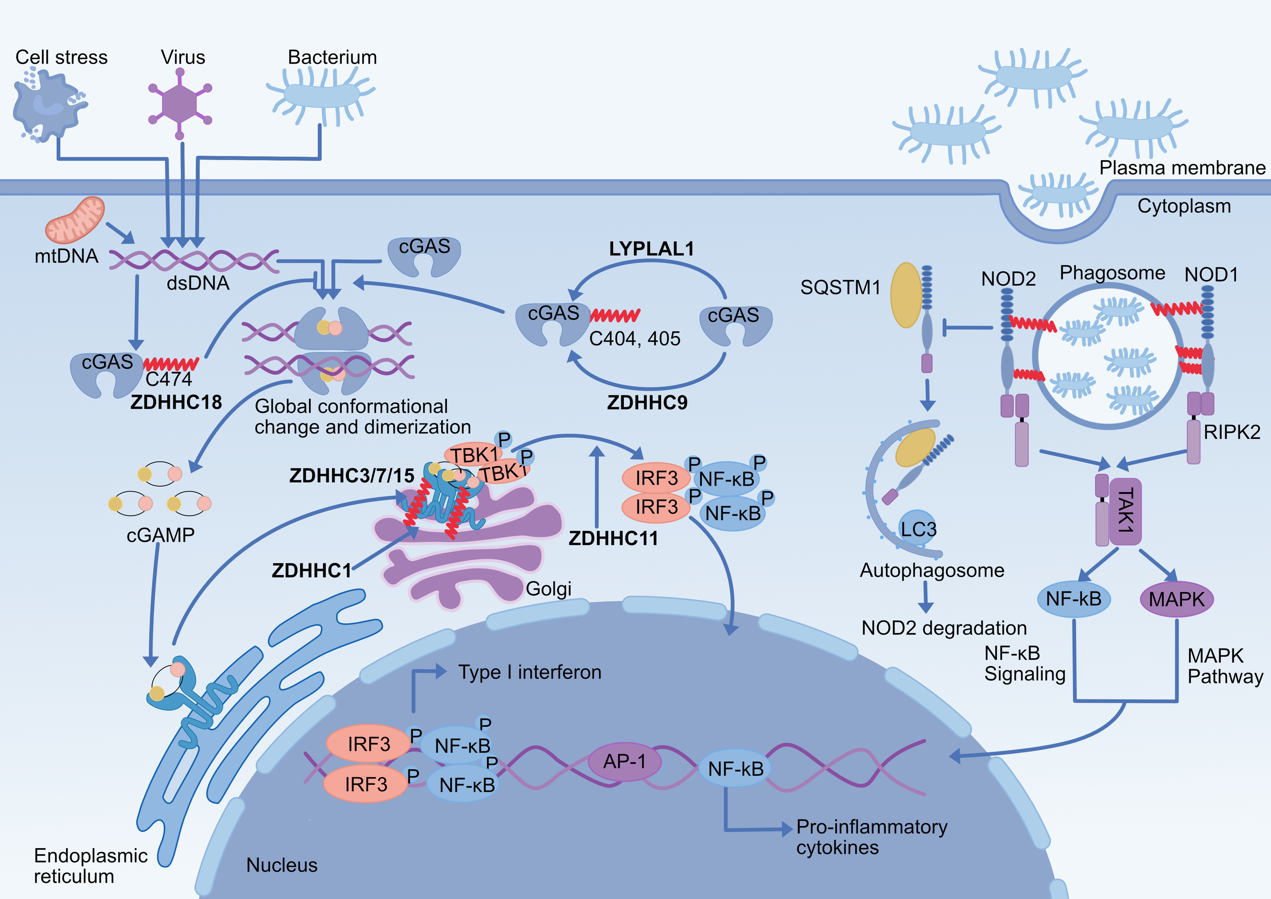 Diagram illustrating cellular signaling pathways activated by cell stress, viruses, and bacteria. It shows DNA sensing by cGAS, leading to global conformational changes, dimerization, and activation of pathways involving ZDHHC proteins. The image includes interactions with the endoplasmic reticulum, Golgi, and pathways for NF-kB signaling, type I interferon production, and autophagy. Key components labeled include mtDNA, dsDNA, cGAMP, TBK1, IRF3, and MAPK, among others, demonstrating complex cellular responses to external stimuli.