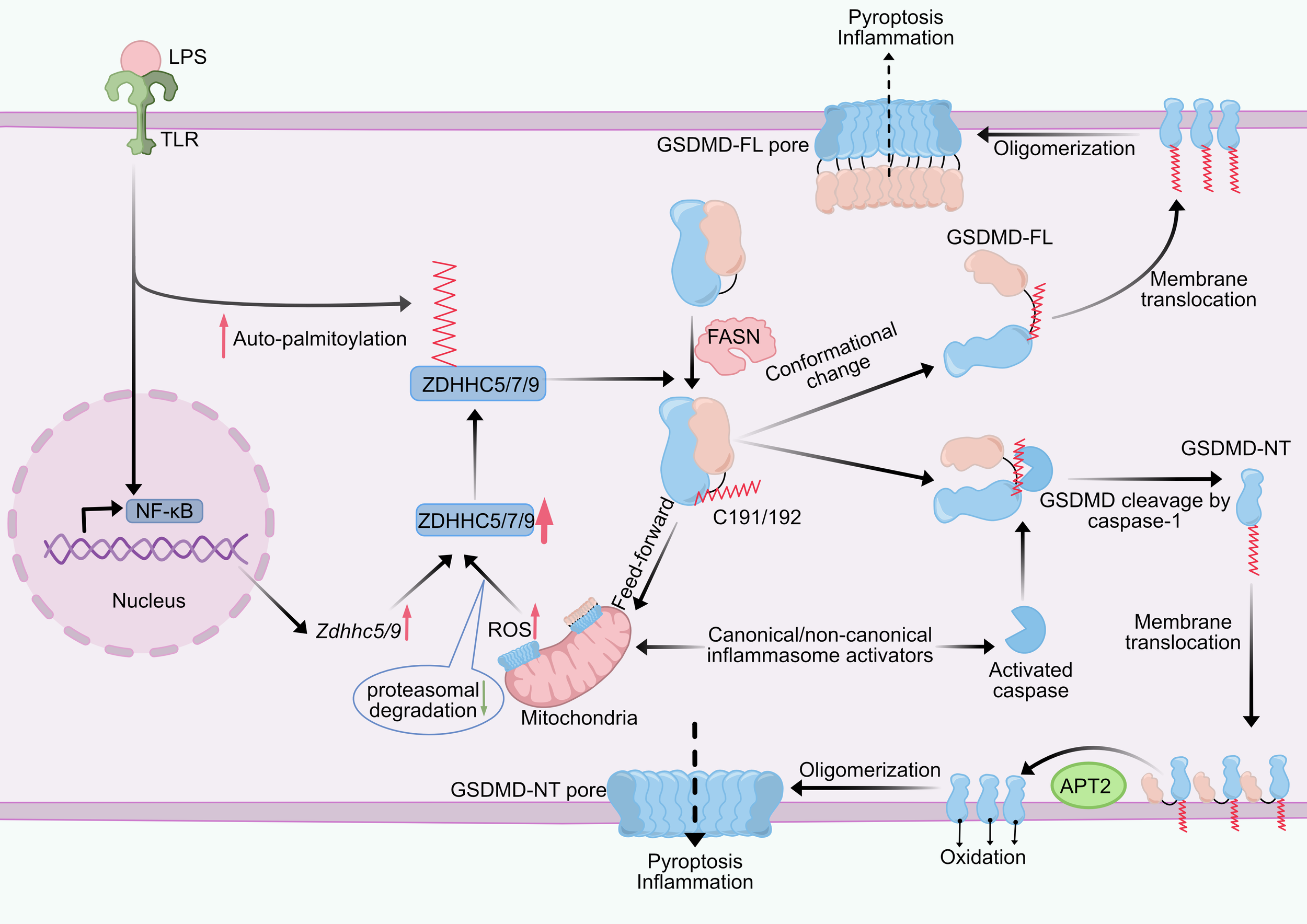 Diagram illustrating the molecular pathway of pyroptosis and inflammation. It shows the interaction between LPS and TLR, leading to NF-kB activation in the nucleus. ZDHHC5/7/9 is shown facilitating auto-palmitoylation. The diagram highlights canonical inflammasome activation, leading to GSDMD cleavage by caspase-1, resulting in oligomerization and pore formation in membranes. The process involves FASN and the role of ROS and mitochondria, with potential effects on pyrotosis and inflammation, showcasing key proteins and processes involved.
