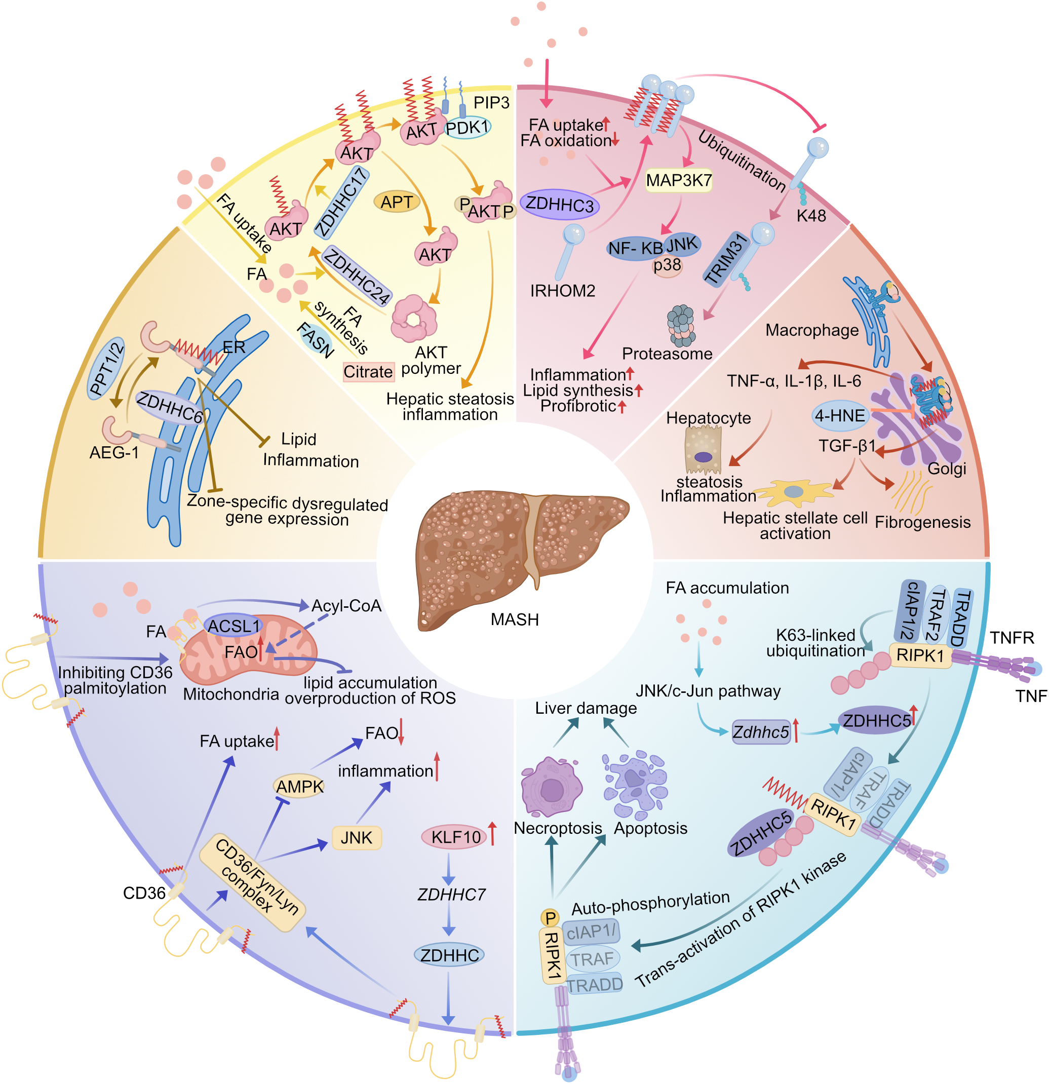 Diagram illustrating the molecular mechanisms involved in metabolic dysfunction-associated steatohepatitis (MASH). It shows interactions between fatty acid uptake, inflammation, and lipid synthesis across different pathways. Specific proteins and genes, such as AKT, ZDHHCs, and RIPK1, are highlighted with arrows indicating their roles in processes like inflammation, liver damage, and fibrosis.