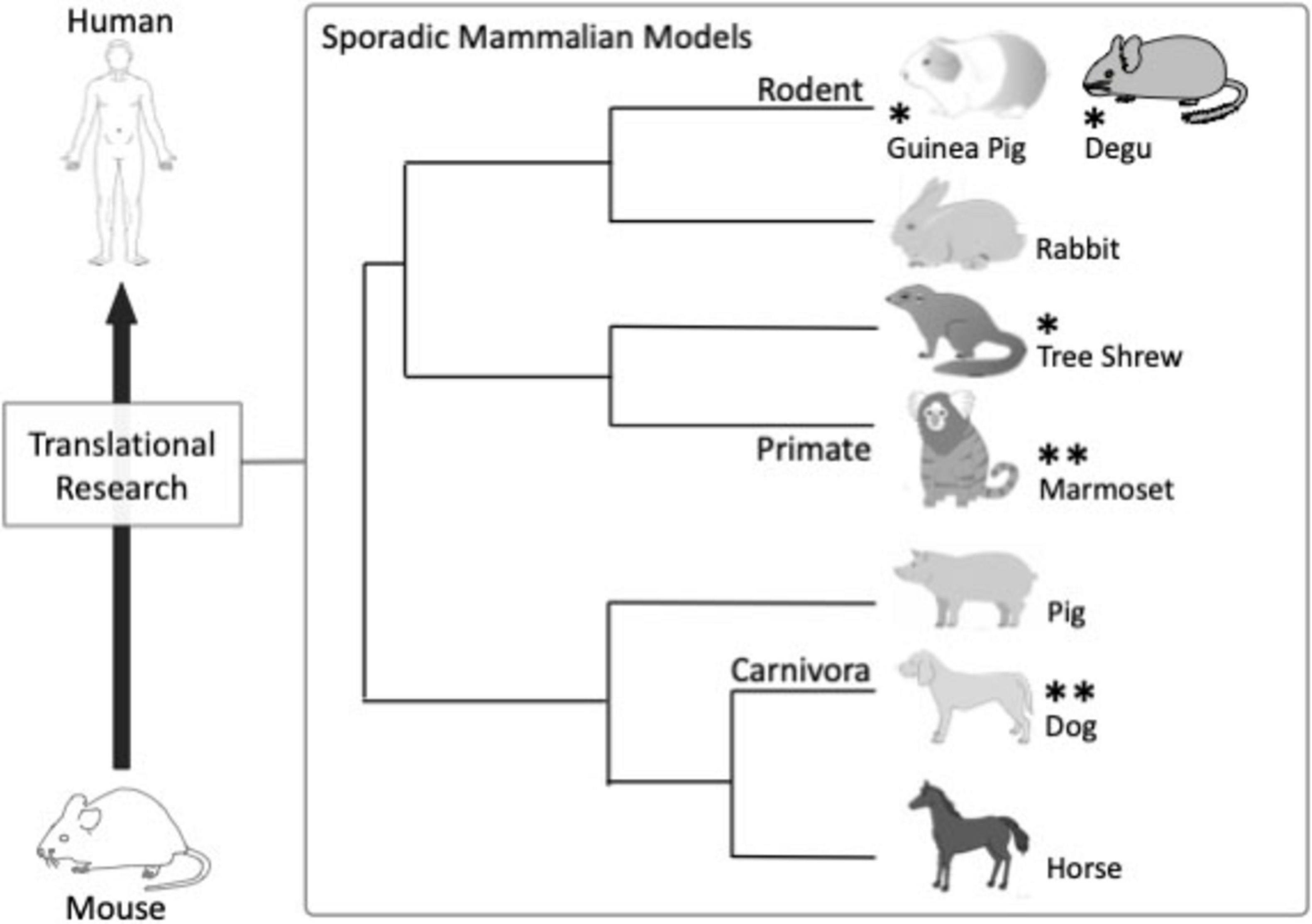 Diagram showing sporadic mammalian models in translational research connecting humans and mice. It includes rodents (guinea pigs and degus), rabbits,tree shrews, primates (marmosets), pig, horse and carnivores (dogs), with some marked by asterisks indicating significance.