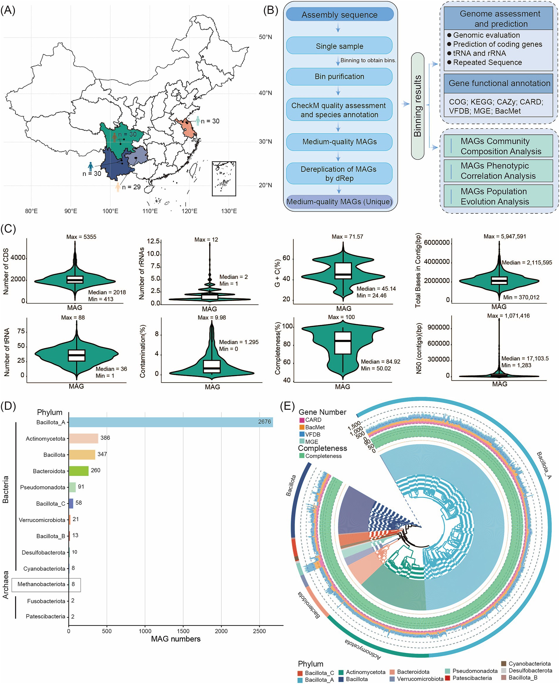 Panel A shows a map of China with regions marked by varying shades and annotated with sample sizes. Panel B is a flowchart describing the MAG analysis process, from assembly sequence to genomic evaluation and community analysis. Panel C consists of violin plots and box plots displaying MAG characteristics such as number of CDS, RNA content, contamination, completeness, total bases, and N50 density. Panel D presents a horizontal bar chart of MAG numbers by phylum, with Bacillota_A having the highest count. Panel E is a circular phylogenetic tree labeled by phylum, with gene numbers, completeness, and various databases indicated.