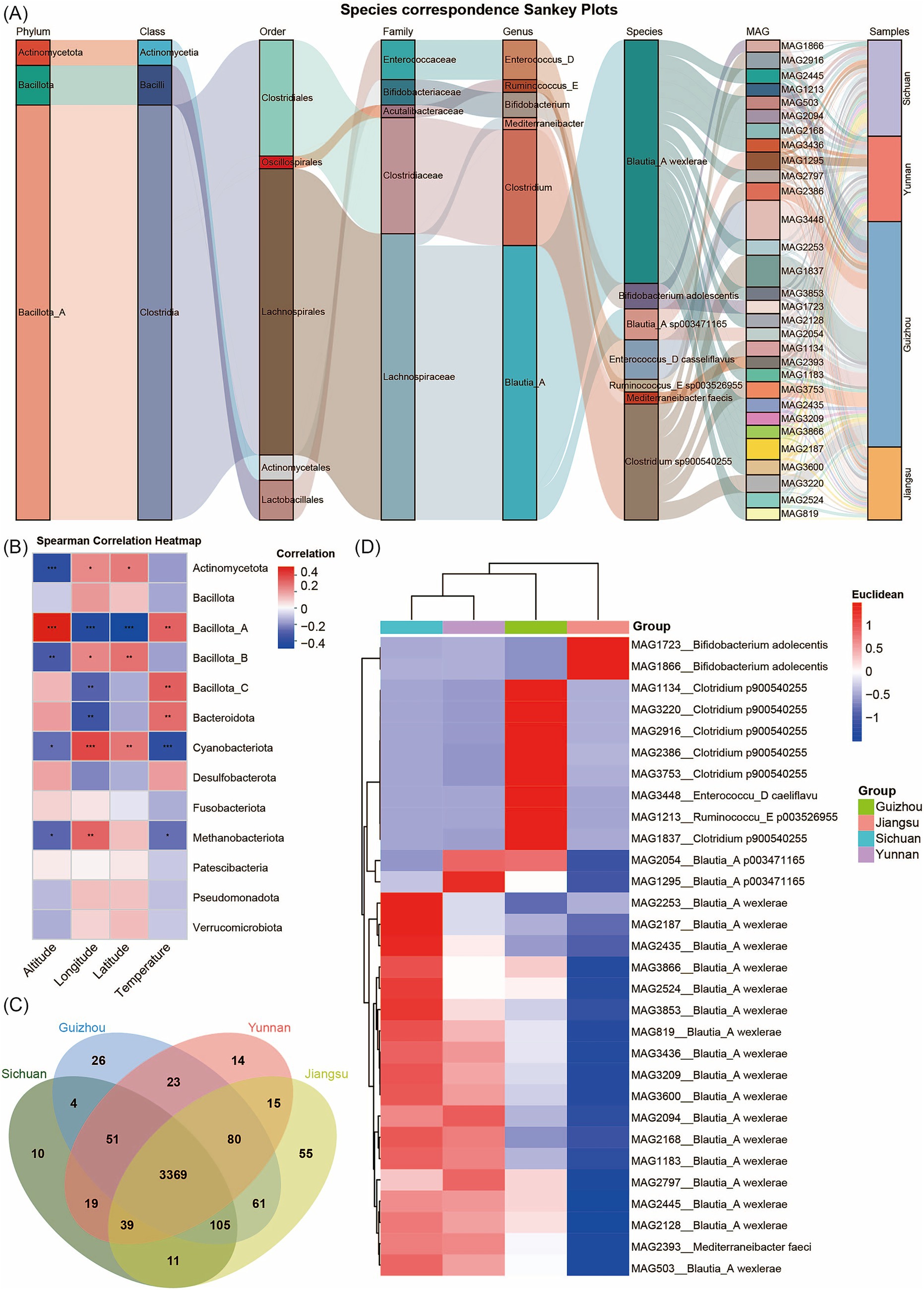 A composite image featuring four sections: (A) a Sankey plot illustrating species correspondence across taxonomic levels, including phylum, class, order, family, genus, species, MAG, and samples from various regions. (B) a Spearman correlation heatmap showing correlation values for various bacterial taxa against environmental variables like altitude and temperature. (C) a Venn diagram displaying the distribution of bacterial taxa across four regions: Sichuan, Guizhou, Yunnan, and Jiangsu. (D) a heatmap with hierarchical clustering, displaying the occurrence of different microbial groups across regions, with color coding by group.