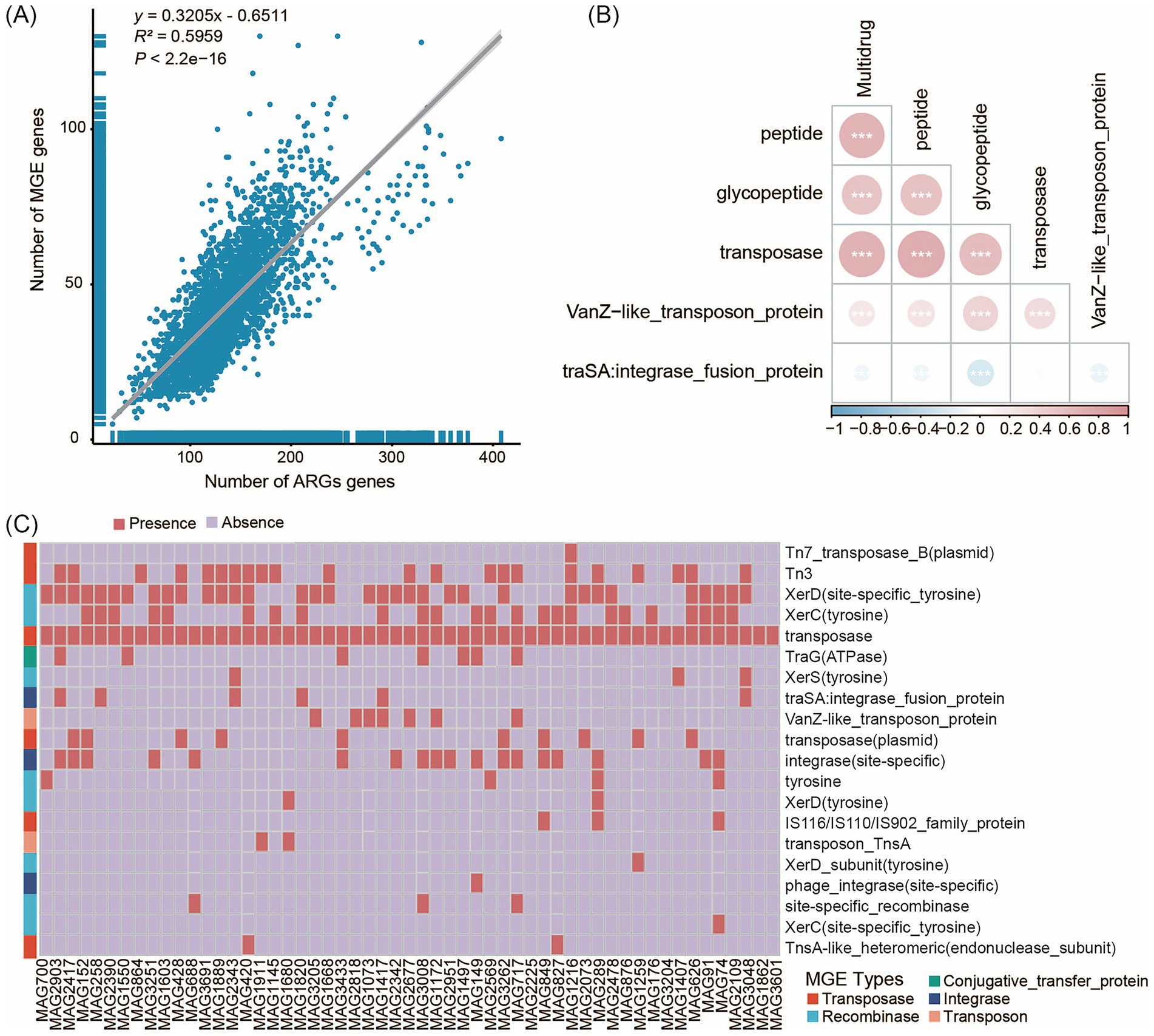 (A) Scatter plot shows a positive correlation between the number of MGE genes and ARGs genes with an R-squared of 0.5959. (B) Correlation matrix displays associations between various genetic elements, with gradients indicating strength and direction. (C) Heatmap illustrates the presence (red) and absence (purple) of different MGE types across samples, with a legend indicating types like conjugative transfer protein, transposase, integrase, and recombinase.