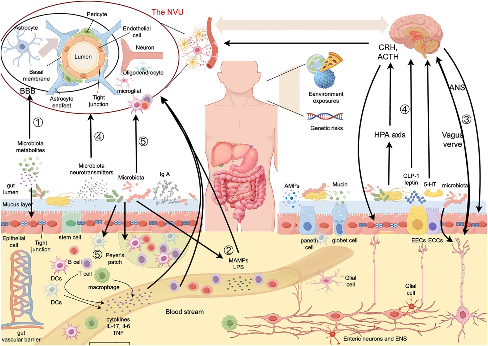 Diagram illustrating the gut-brain axis and the neurovascular unit (NVU) interactions. It shows microbiota effects on gut lining, cells involved in immune response, and connections to the central nervous system, emphasizing the blood-brain barrier, immune cells, and signaling pathways. Arrows highlight key processes like microbiota metabolites and pathways impacting the brain, including the vagus nerve and HPA axis. Environmental and genetic factors are also included in the illustration.
