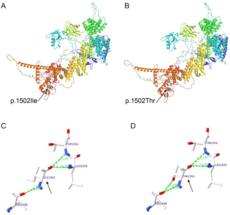 Protein structure diagrams showing changes at position 1502. Panel A and B depict the overall protein structure with the areas labeled p.1502Ile and p.1502Thr. Panel C shows the molecular structure of Ile1502 with nearby residues, and Panel D shows Thr1502. Green dotted lines indicate interactions between the residues.