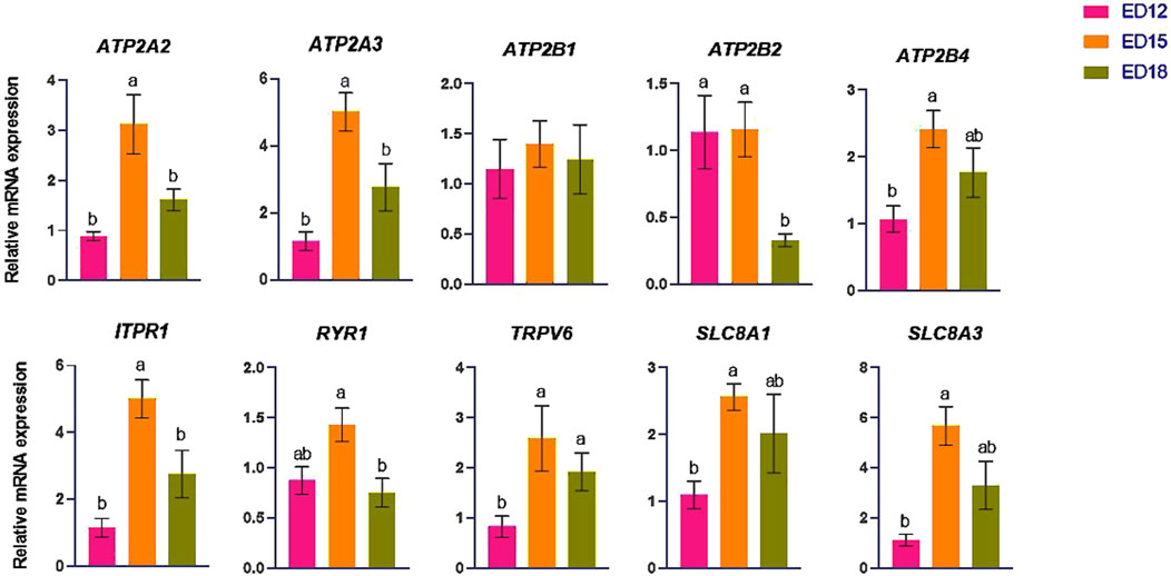 Bar graphs display relative mRNA expression levels for genes ATP2A2, ATP2A3, ATP2B1, ATP2B2, ATP2B4, ITPR1, RYR1, TRPV6, SLC8A1, and SLC8A3 at embryonic days 12, 15, and 18. Each gene has three colored bars representing expression levels: pink for ED12, orange for ED15, and green for ED18. Error bars indicate variability, and letters mark significant differences.