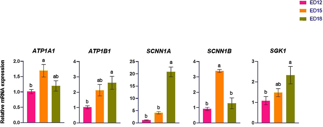 Bar charts display relative mRNA expression of five different genes (ATP1A1, ATP1B1, SCNN1A, SCNN1B, SGK1) across three developmental stages (ED12, ED15, ED18). Bars are color-coded: pink for ED12, orange for ED15, green for ED18. Error bars and statistical significance indicated by letters (a, b, ab).
