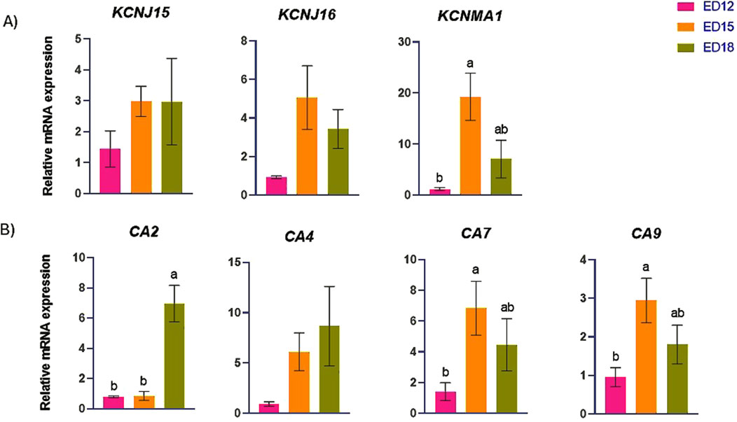 Bar graphs depicting relative mRNA expression levels for various genes. Graph A shows expression of KCNJ15, KCNJ16, and KCNMA1; Graph B displays CA2, CA4, CA7, and CA9. Three conditions are compared: ED12 (pink), ED15 (orange), and ED18 (green). Error bars indicate variability, and letters denote statistical significance differences.