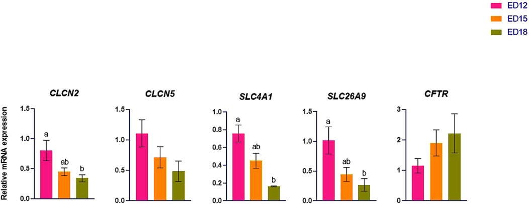 Bar chart showing relative mRNA expression levels of five genes: CLCN2, CLCN5, SLC4A1, SLC26A9, and CFTR at three stages: ED12 (pink), ED15 (orange), and ED18 (green). CLCN2 and SLC26A9 show decreasing expression, CFTR increases, while CLCN5 and SLC4A1 decrease then stabilize. Error bars indicate variability.