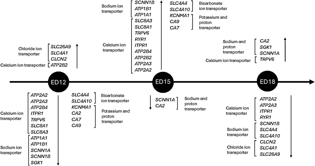 Timeline diagram depicting expression of various ion transporters across three developmental stages: ED12, ED15, and ED18. Labels include gene names like ATP2A2, SLC4A4, and SCNN1A, categorized under transporters for calcium, sodium, chloride, bicarbonate ions, and potassium-proton. Arrows indicate the direction of expression changes between stages.