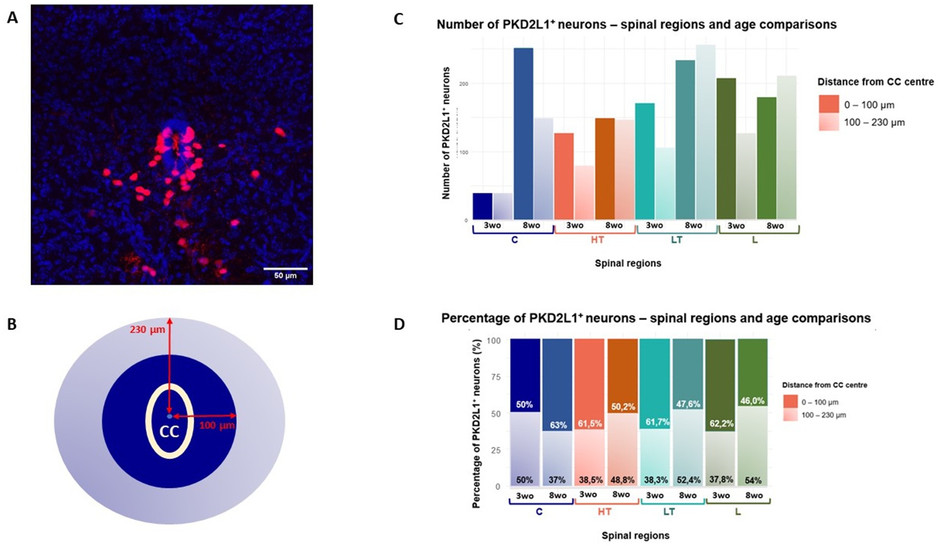 A: Microscopic image showing PKD2L1 neurons in red against a blue background, scale bar at 50 micrometers. B: Diagram depicting two concentric circles around the central canal (CC) with radii of 100 micrometers and 230 micrometers. C: Bar chart comparing the number of PKD2L1 neurons across spinal regions (C, HT, LT, L) and age groups (3 weeks, 8 weeks). Two color codes represent different distances from the CC center. D: Bar chart illustrating the percentage distribution of PKD2L1 neurons in the same regions and age groups, highlighting different distances from the CC center.