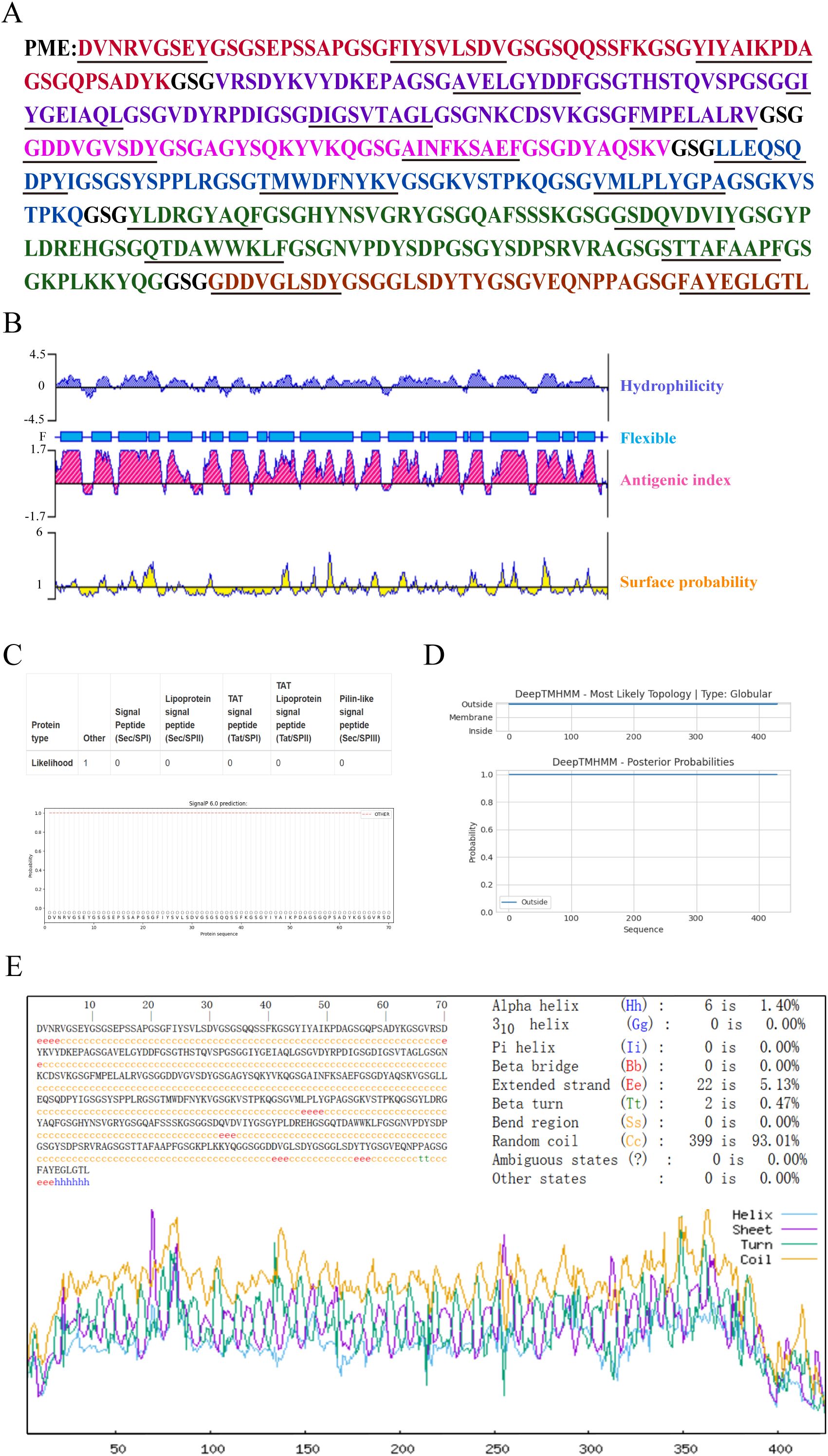 A multi-part figure related to a protein sequence analysis. A: Protein sequence highlighted in various colors for different segments. B: Graph plotting hydrophilicity, flexibility, antigenic index, and surface probability. The y-axis represents the scale, and the x-axis corresponds to the sequence. C: Table indicating likelihood of protein types with a graph showing signal peptide prediction; all likelihood values are zero except for “Other”. D: DeepTMHMM outputs for protein topology prediction. The upper graph shows likely topology as globular, and the lower graph shows posterior probabilities with all values indicating “Outside”. E: Sequence alignment with secondary structure prediction indicating alpha helix, extended strand, and random coils. A graph shows probability lines for helix, sheet, turn, and coil.