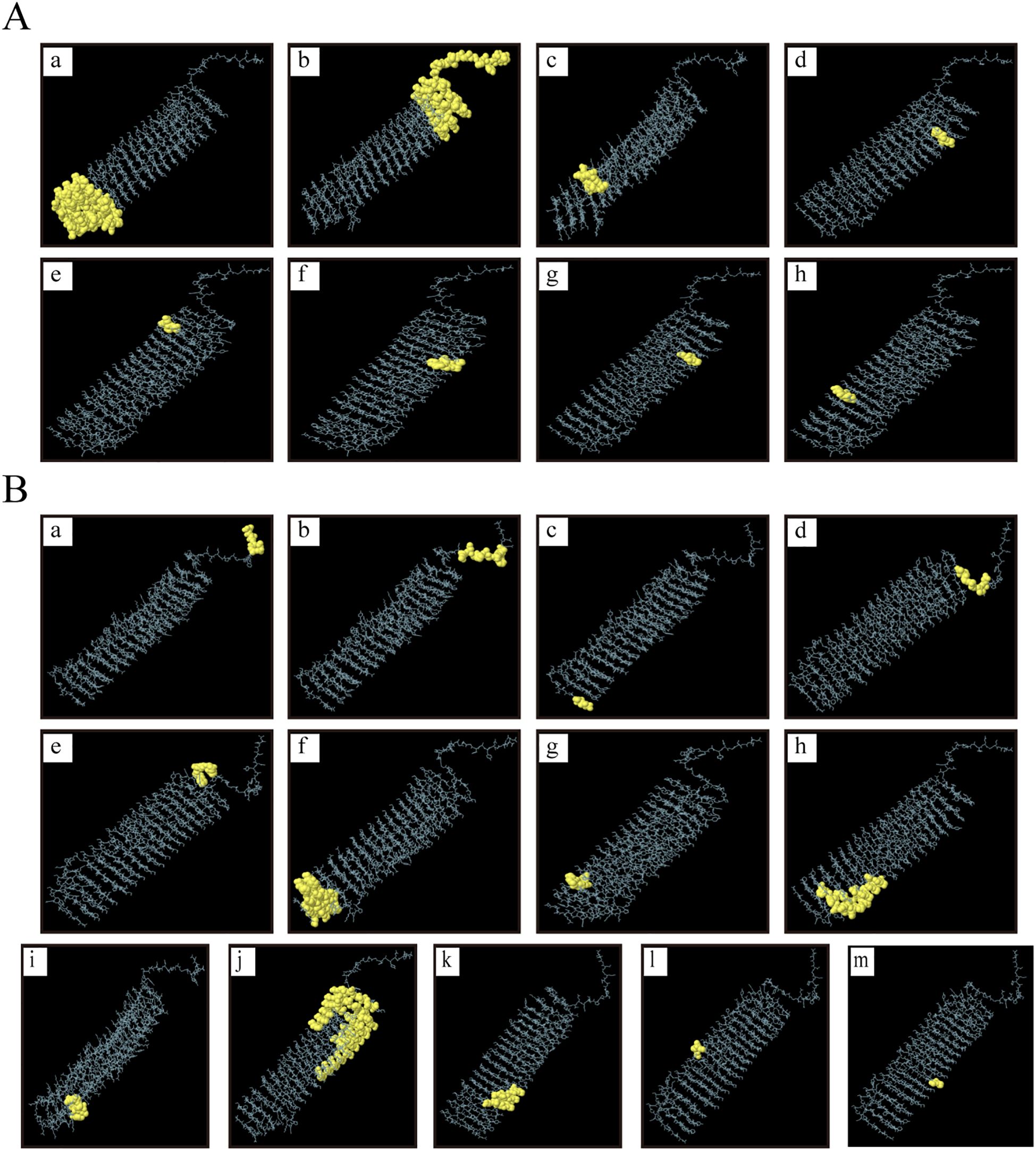 Two panels labeled A and B, each containing multiple sub-images of molecular structures. In panel A, images a to h depict a blue helical structure with yellow segments attached at various positions. In panel B, images a to m also show blue helical structures with attached yellow segments at varying locations. The yellow segments represent different binding sites or interactions along the helical structures.
