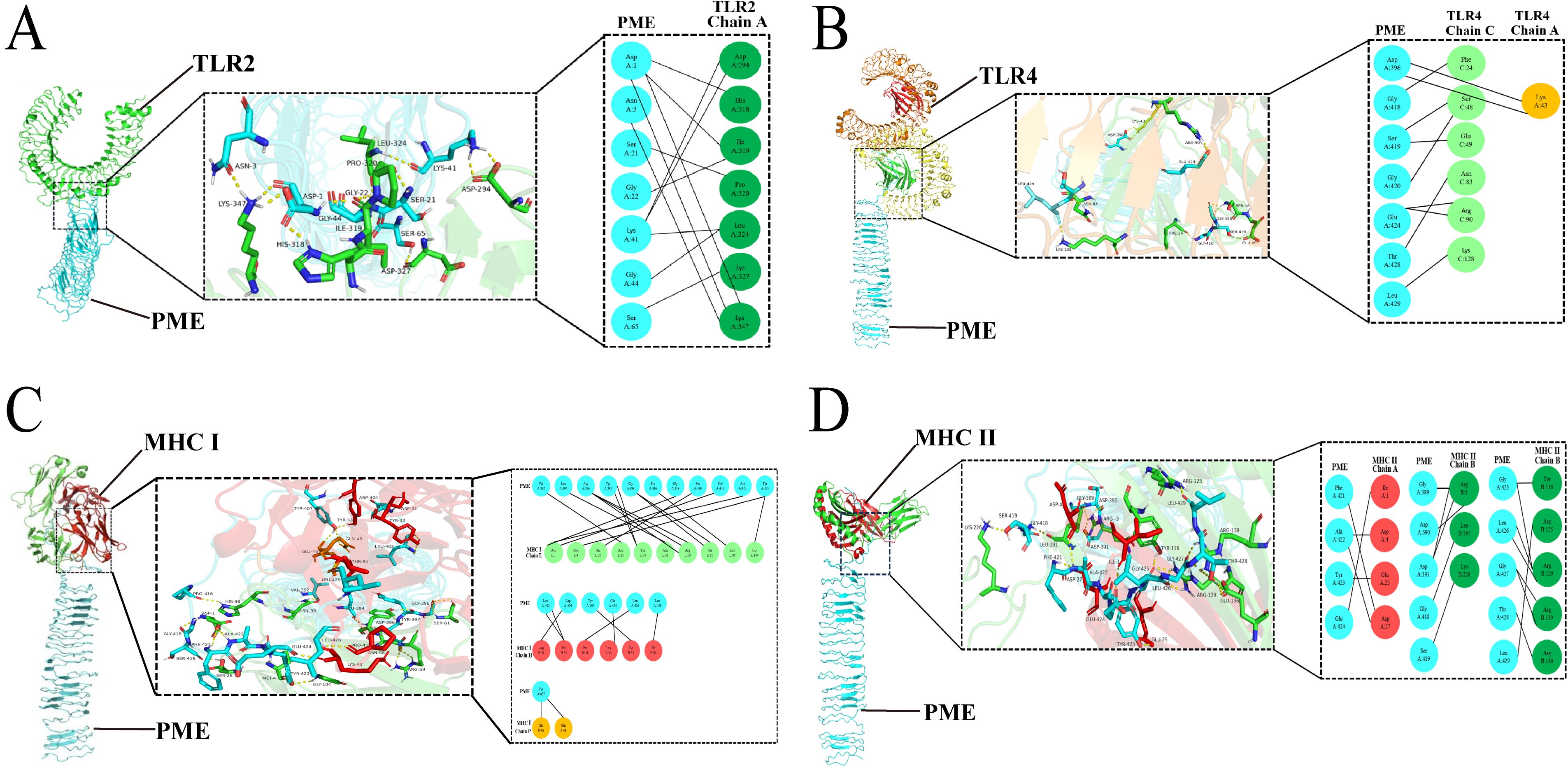 Four panels illustrate molecular interactions between PME and different proteins. Panel A shows the interaction with TLR2, highlighting specific residues involved. Panel B depicts interactions between PME and TLR4, detailing the involved amino acids. Panel C focuses on PME's connection with MHC I, displaying critical residues. Finally, Panel D shows PME's binding with MHC II, indicating interacting amino acids. Each panel includes structural diagrams and annotations.