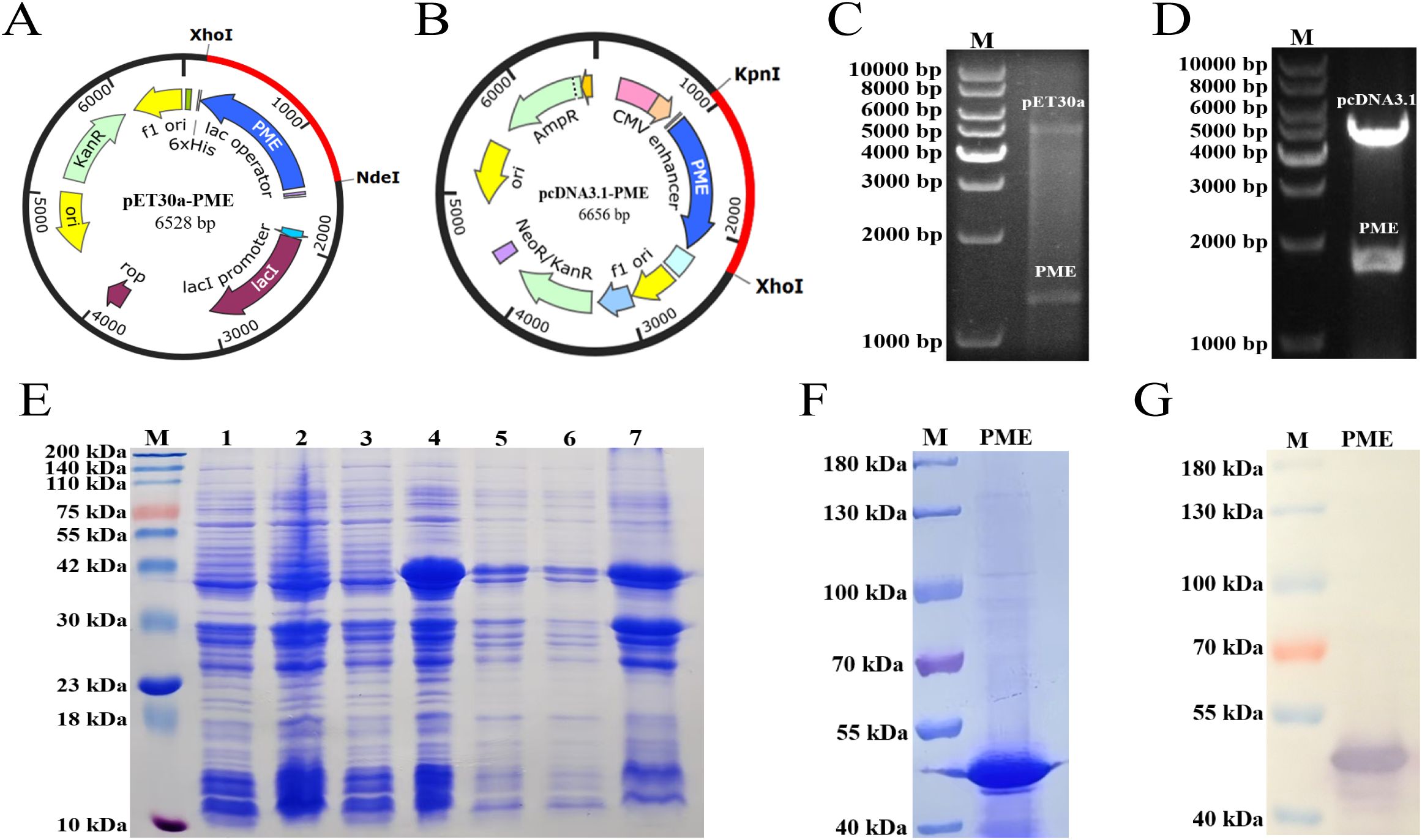 Diagram of plasmid maps, gel electrophoresis, and protein expression for PME. (A) pET30a-PME map detailing genetic elements and restriction sites XhoI and NdeI. (B) pcDNA3.1-PME map with KpnI and XhoI sites. (C) Agarose gel showing DNA bands of pET30a and PME. (D) Agarose gel depicting DNA bands for pcDNA3.1 and PME. (E) SDS-PAGE gel image with protein markers and various lanes. (F) SDS-PAGE gel of PME expression. (G) Western blot analysis showing PME protein presence.