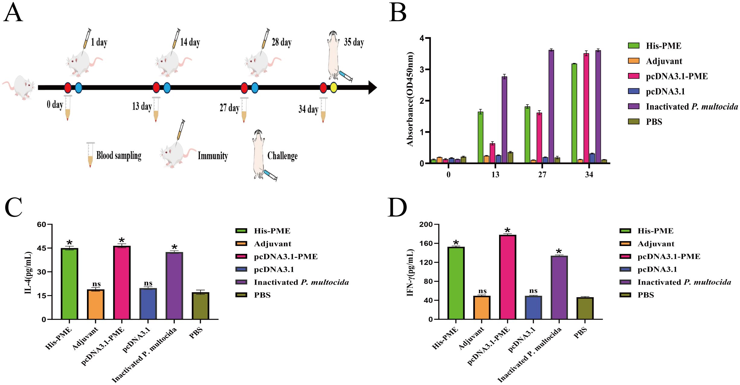 A series of images depicting an experimental procedure. Panel A shows a timeline of a mouse immunization schedule over 35 days, including blood sampling and challenges. Panel B illustrates a bar graph of absorbance at different time points for various treatments: His-PME, Adjuvant, pcDNA3.1-PME, pcDNA3.1, Inactivated P. multocida, and PBS. Panel C shows a bar graph of IL-4 levels (pg/mL) for the same treatments, indicating statistical significance with asterisks. Panel D displays a bar graph of IFN-γ levels (pg/mL) with similar treatments and statistical indications. Each panel includes a legend for color-coded treatments.