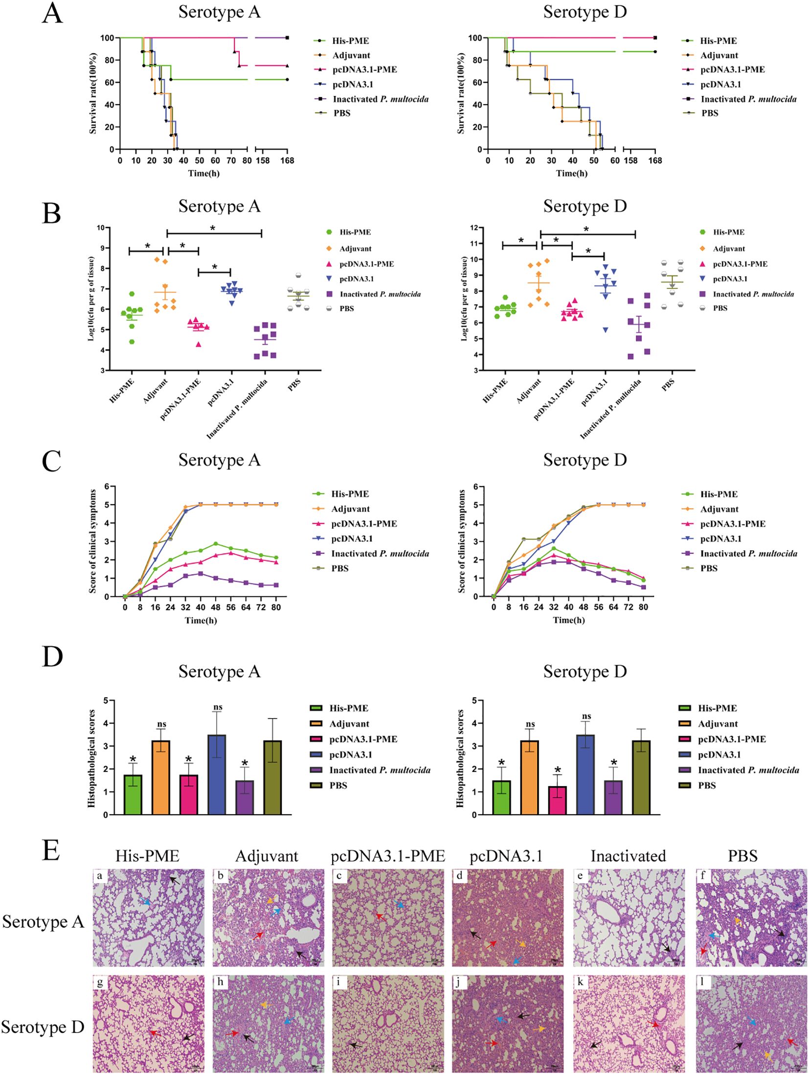 Charts and graphs showing the study results of various treatments on mice infected with Pasteurella multocida serotypes A and D. Panels A and B display survival rates and bacterial loads, panels C and D show clinical symptoms and histopathological scores, while panel E presents histological lung tissue images across treatments such as His-PME, Adjuvant, pcDNA3.1-PME, and others.