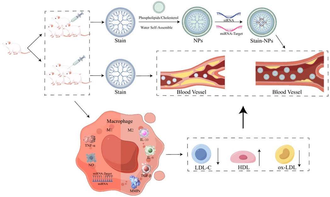 Diagram illustrating a biomedical process. Mice are injected, leading to stained blood vessels. Phospholipids and cholesterol self-assemble into nanoparticles, carrying siRNA and miRNA targets. These nanoparticles enter blood vessels, interact with macrophages, and influence lipid levels, decreasing LDL-C and oxidized LDL, while increasing HDL.