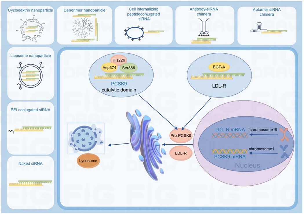 Diagram illustrating siRNA delivery methods and PCSK9 pathway interactions. Top panels show various siRNA delivery methods: cyclodextrin, dendrimer, cell internalizing peptide, antibody-siRNA chimera, aptamer-siRNA chimera, liposome, PEI conjugated, and naked siRNA. The main section depicts the PCSK9 catalytic domain interacting with LDL-R, lysosomes, and nucleus pathways involving pro-PCSK9, LDL receptor mRNA from chromosome 19, and PCSK9 mRNA from chromosome 1.