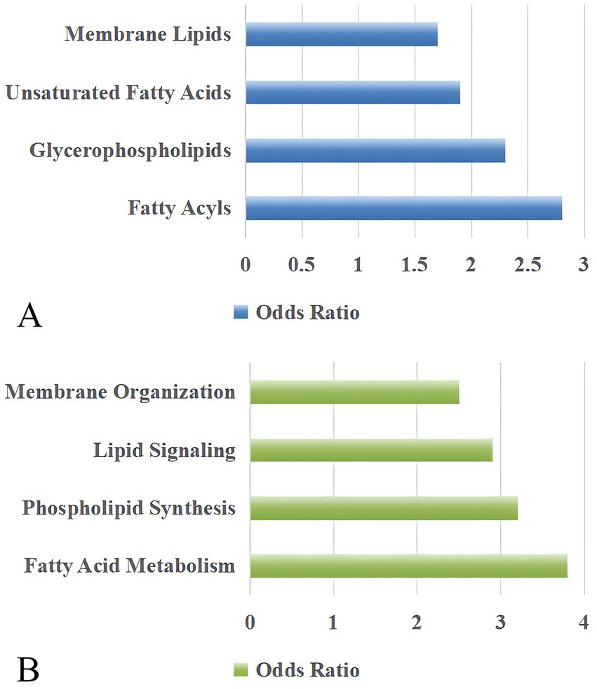 Two horizontal bar charts labeled A and B. Chart A shows odds ratios for membrane lipids, unsaturated fatty acids, glycerophospholipids, and fatty acyls, ranging from 1.5 to nearly 3. Chart B displays odds ratios for membrane organization, lipid signaling, phospholipid synthesis, and fatty acid metabolism, ranging from 1 to 3.5.