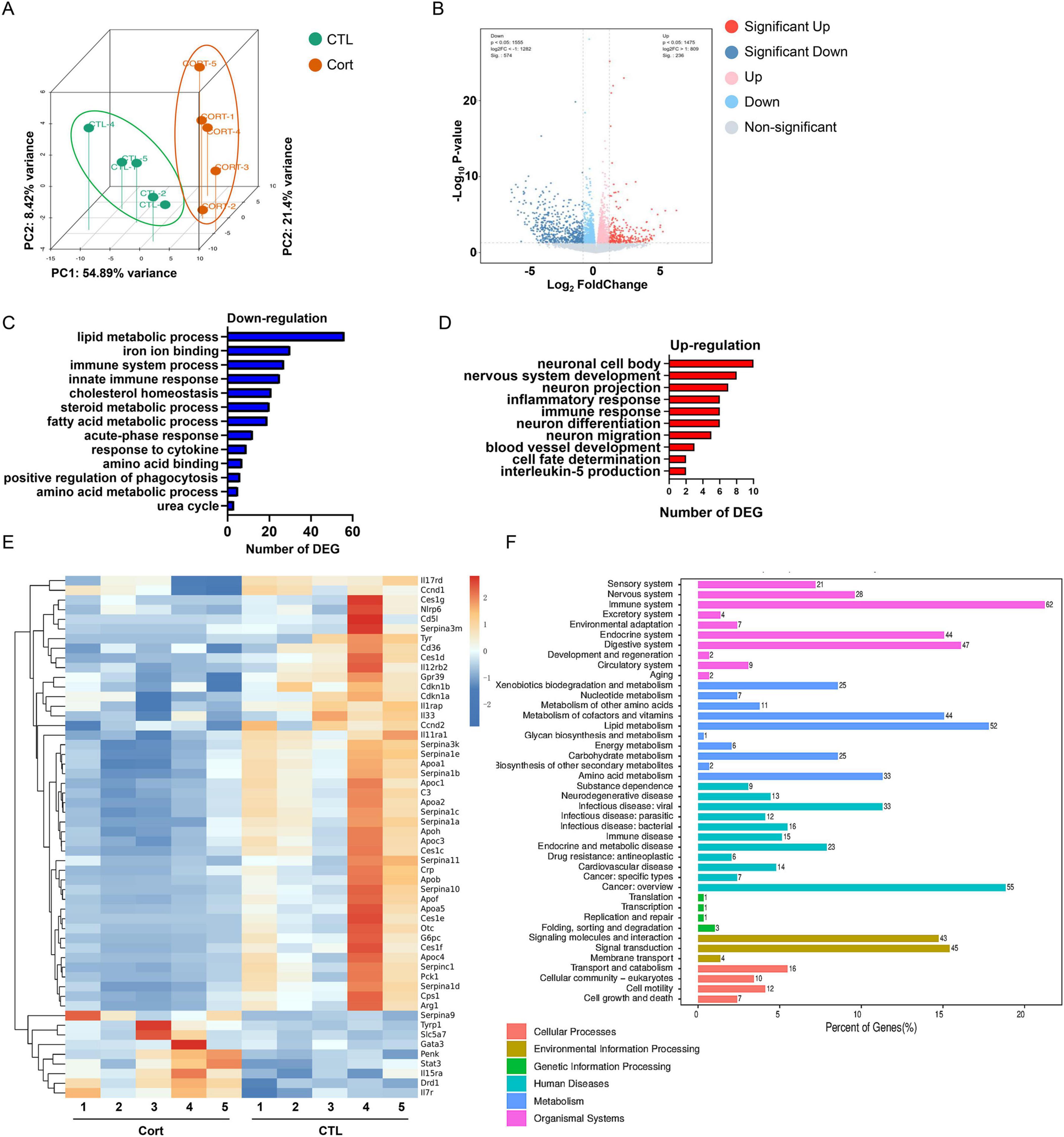 A series of six panels showcasing various data analyses in a scientific context. Panel A presents a 3D PCA plot differentiating two groups, CTL and Cort, by color. Panel B displays a volcano plot illustrating gene expression changes, highlighting significant up and down-regulations. Panels C and D contain bar charts, where C shows down-regulation in biological processes, and D displays up-regulation in neuronal and immune processes. Panel E is a heatmap of gene expression across samples. Panel F presents a bar chart of categorized gene functions by percentage, with color-coded sections representing different biological processes.