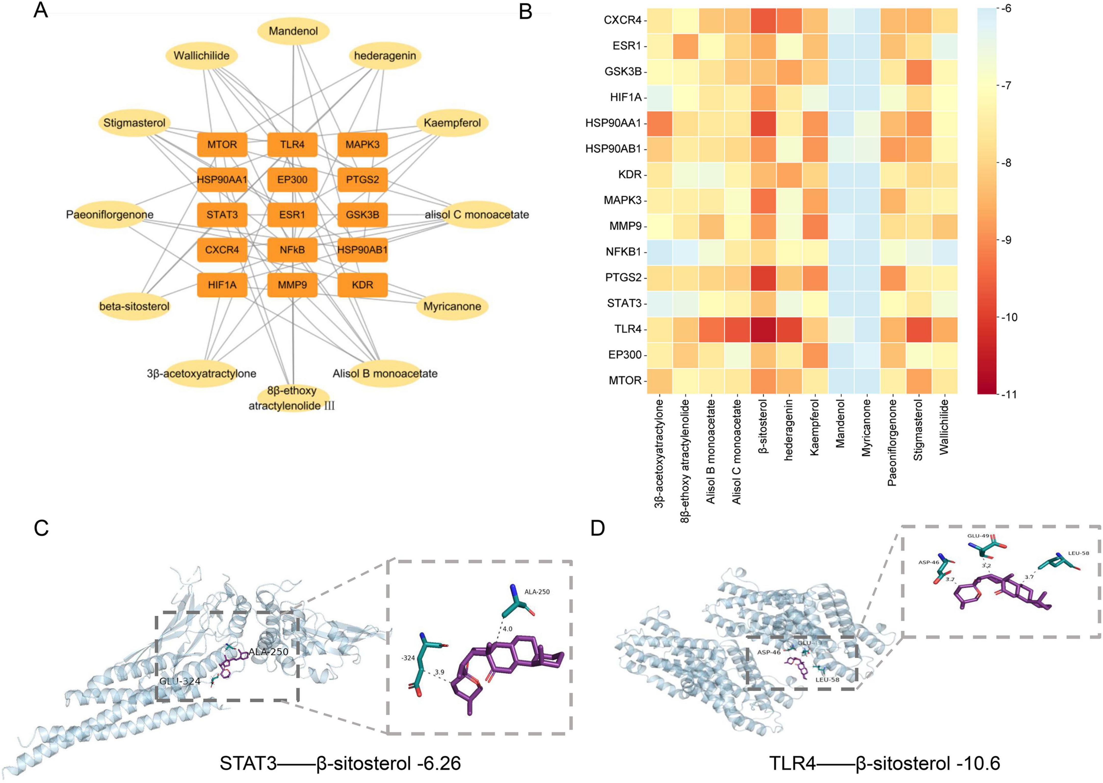 A: Network diagram showing interactions between various compounds (yellow) and proteins (orange). B: Heatmap depicting expression levels of different proteins across various compounds, with a color scale from blue to red. C: Molecular docking image of STAT3 with beta-sitosterol, highlighting binding interactions. D: Molecular docking image of TLR4 with beta-sitosterol, showing specific binding details.