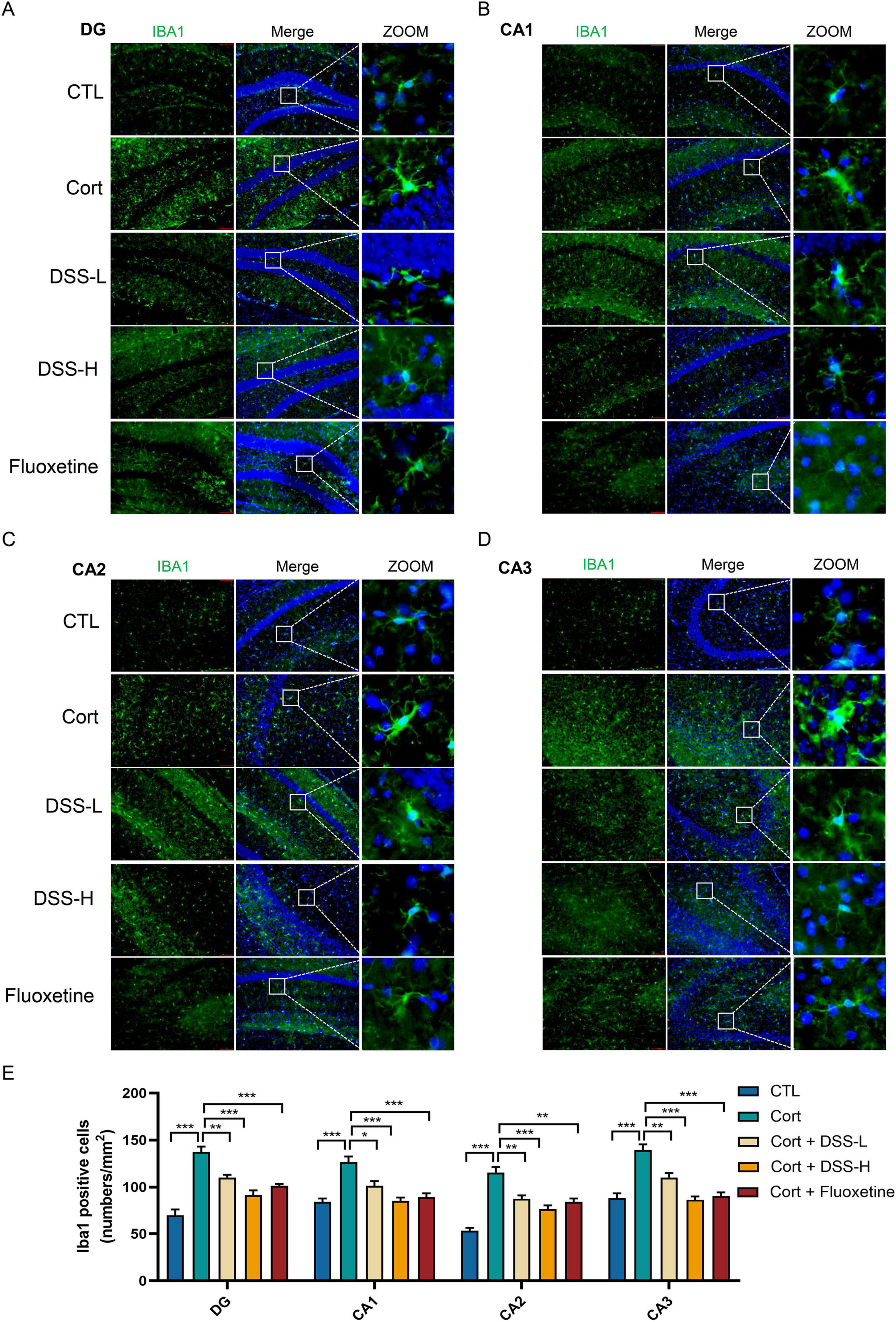 Immunofluorescence images and a bar graph depict IBA1 expression in brain regions DG, CA1, CA2, and CA3 under different conditions (CTL, Cort, DSS-L, DSS-H, Fluoxetine). Green indicates IBA1, and blue shows the background. The graph below compares Iba1 positive cell counts across conditions, showing significant differences marked by asterisks.