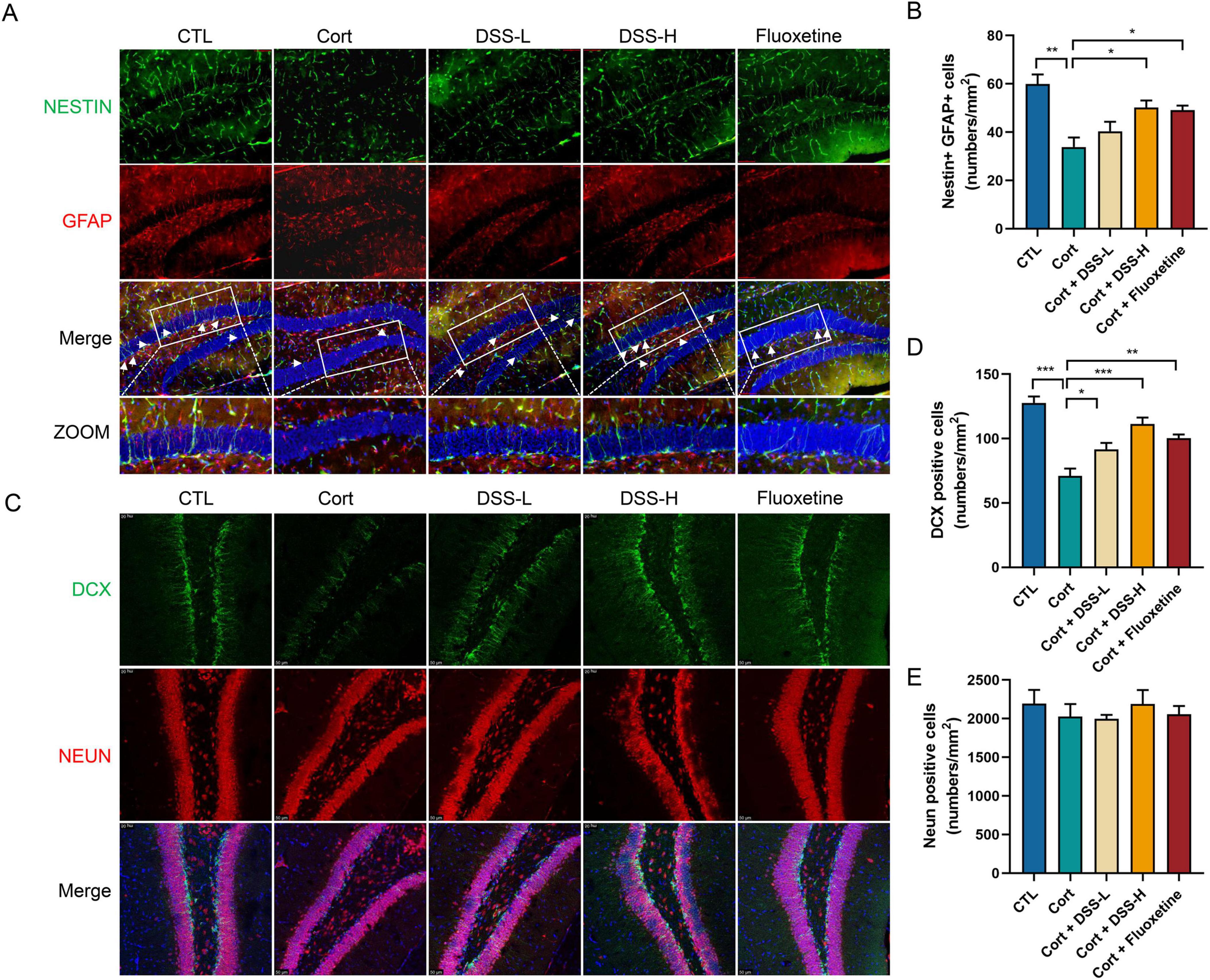 The figure consists of several panels depicting biological images and corresponding charts. Panel A shows immunofluorescence images with labels for NESTIN in green and GFAP in red across five conditions: CTL, Cort, DSS-L, DSS-H, and Fluoxetine. Below, merged images and zoomed-in views are shown. Panel B is a bar chart displaying the number of Nestin and GFAP positive cells per square millimeter under these conditions, highlighting significant differences. Panel C shows images of DCX in green and NEUN in red. Panel D is a bar chart for DCX positive cells, and Panel E for NEUN positive cells, both indicating statistical significance with asterisks.