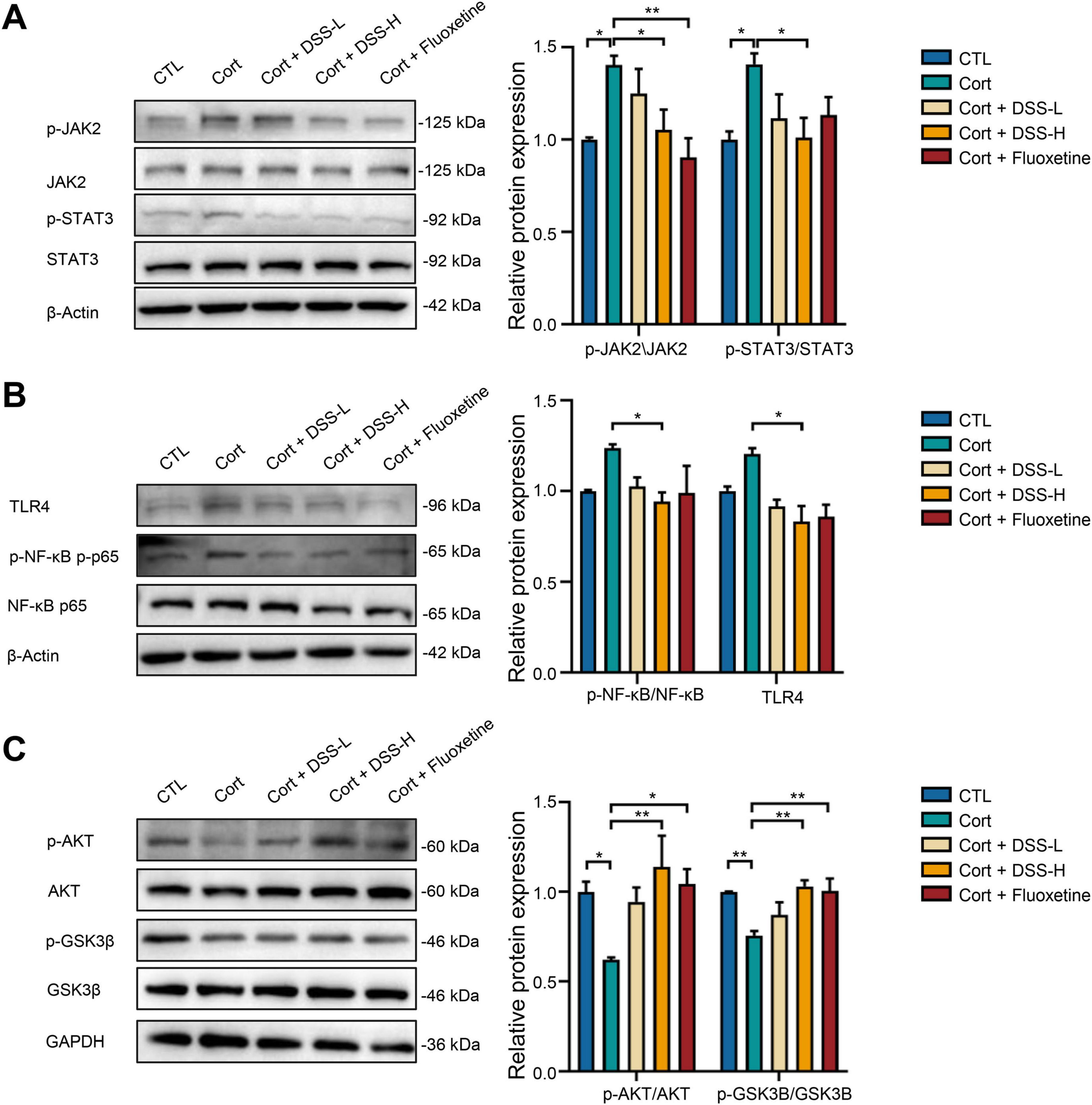 Western blot analysis of protein expression across different conditions with corresponding bar graphs. Panel A shows p-JAK2/JAK2 and p-STAT3/STAT3 levels. Panel B shows p-NF-κB/NF-κB and TLR4 levels. Panel C shows p-AKT/AKT and p-GSK3β/GSK3β levels. The conditions include Control, Cortisol, Cortisol with DSS-L, Cortisol with DSS-H, and Cortisol with Fluoxetine. Significant differences are indicated with asterisks. The color legend specifies different conditions.
