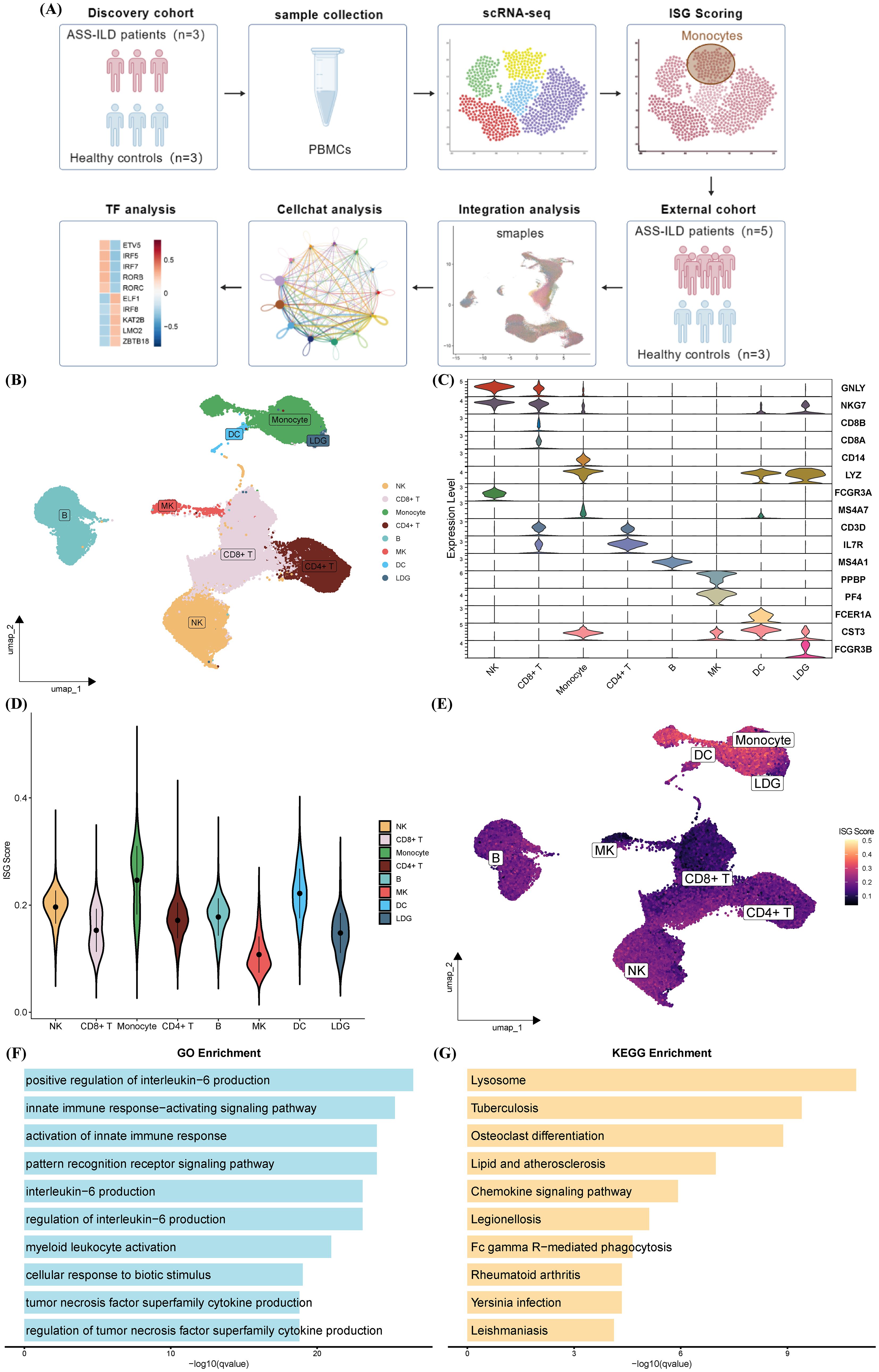 (A) Flowchart displaying the methodology of a study involving ASS-ILD patients and healthy controls. Includes sample collection, scRNA-seq analysis, ISG scoring, TF and CellChat analysis, and integration with an external cohort. (B) UMAP plot showing various cell types like NK, CD8+ T, Monocyte, with color-coded clustering. (C) Violin plot visualizing expression levels of genes such as GNLY, CD88 across different cell types. (D) Violin plot of ISG scores for each cell type. (E) UMAP plot showing ISG scores with color intensity indicating score levels. (F) Bar chart of GO enrichment for pathways related to immune response. (G) Bar chart of KEGG enrichment for various biological processes and diseases.
