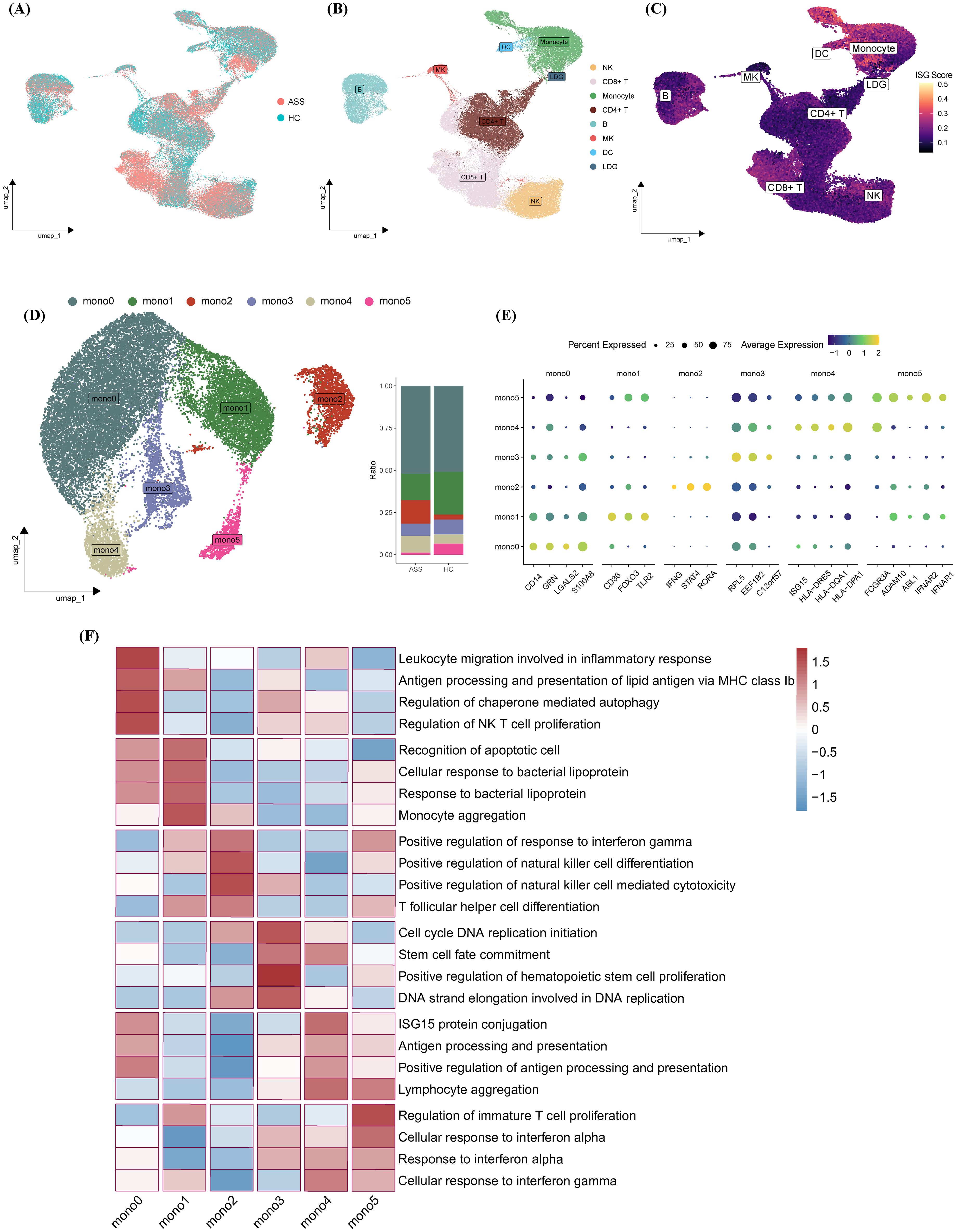 (A) UMAP plot displaying cell clusters in ASS and HC groups. (B) UMAP plot with labeled immune cell types: NK, CD8+ T, Monocyte, etc. (C) UMAP plot showing ISG score gradient. (D) UMAP plot of monocyte subclusters with bar chart of their ratios in ASS and HC. (E) Dot plot illustrating expression levels of specific markers across monocyte clusters. (F) Heatmap showing gene expression related to immune responses across monocyte subclusters.