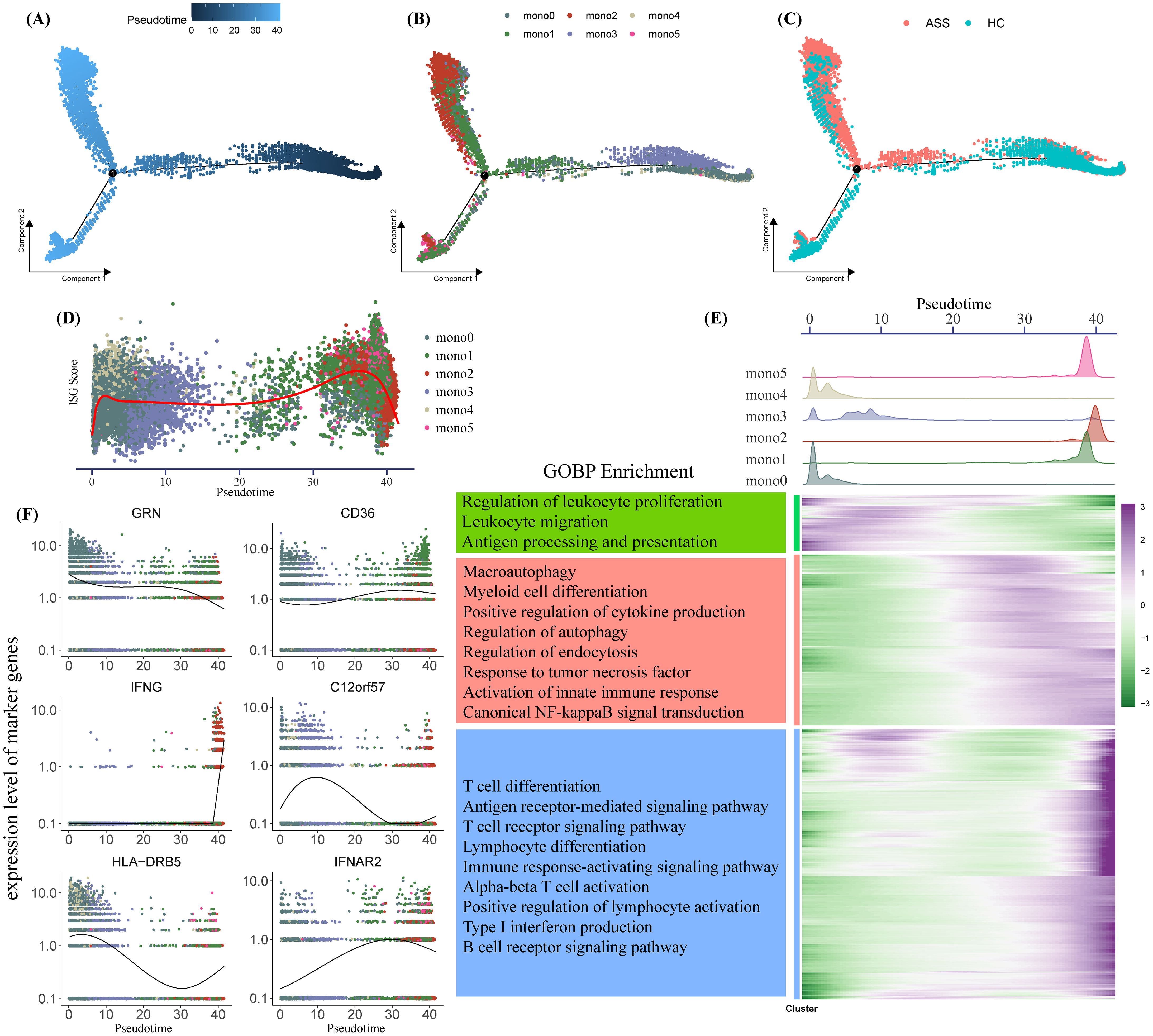 Composite image of various graphs and charts detailing gene expression and pathway enrichment over pseudotime. Panels A to D illustrate scatter plots displaying differentiated color-coded cell states, pseudotime trajectories, and ISG scores. Panel E shows density plots and heatmaps of GOBP enrichment for different monocyte clusters, with pathways color-coded into groups such as leukocyte proliferation and cytokine production. Panel F consists of line plots depicting expression levels of various marker genes like GRN, CD36, IFNG, C12orf57, HLA-DRB5, and IFNAR2 across pseudotime, highlighting variations across stages.