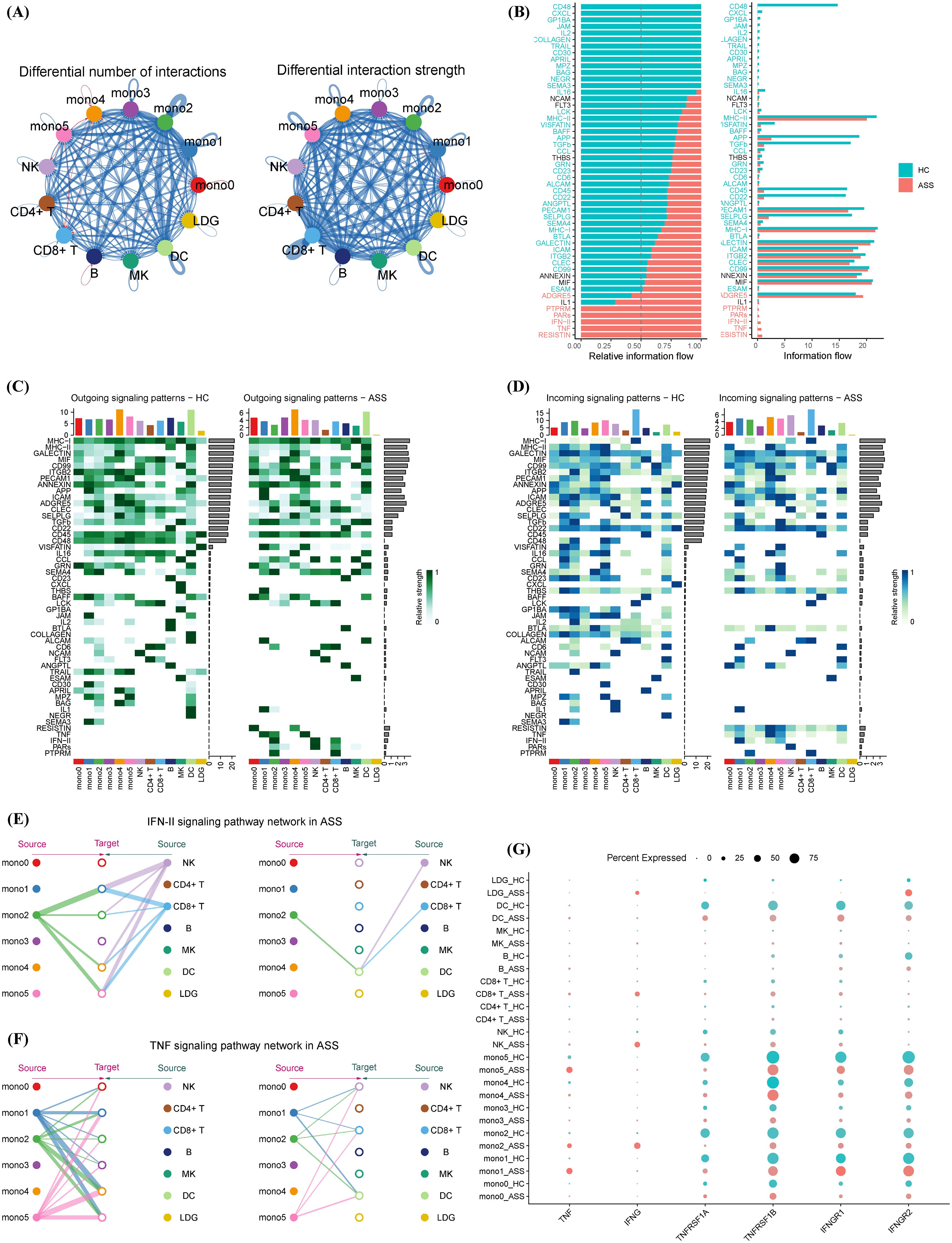 (A) Network diagrams showing the differential number and strength of interactions among cell types, labeled with monocyte (mono) and other cell types. (B) Bar charts depicting relative and absolute information flow for different conditions labeled HC and Aß, with distinct color coding. (C) Heatmaps illustrating outgoing signaling patterns for HC and Aß conditions across various genes, with a color gradient indicating relative intensity. (D) Heatmaps displaying incoming signaling patterns for HC and Aß. (E) and (F) Network diagrams showing IFN-II and TNF signaling pathways in Aß, with source and target cell interactions. (G) Dot plot showing percent expression of genes across different cell types in conditions HC and Aß, with dot size indicating percentage levels.