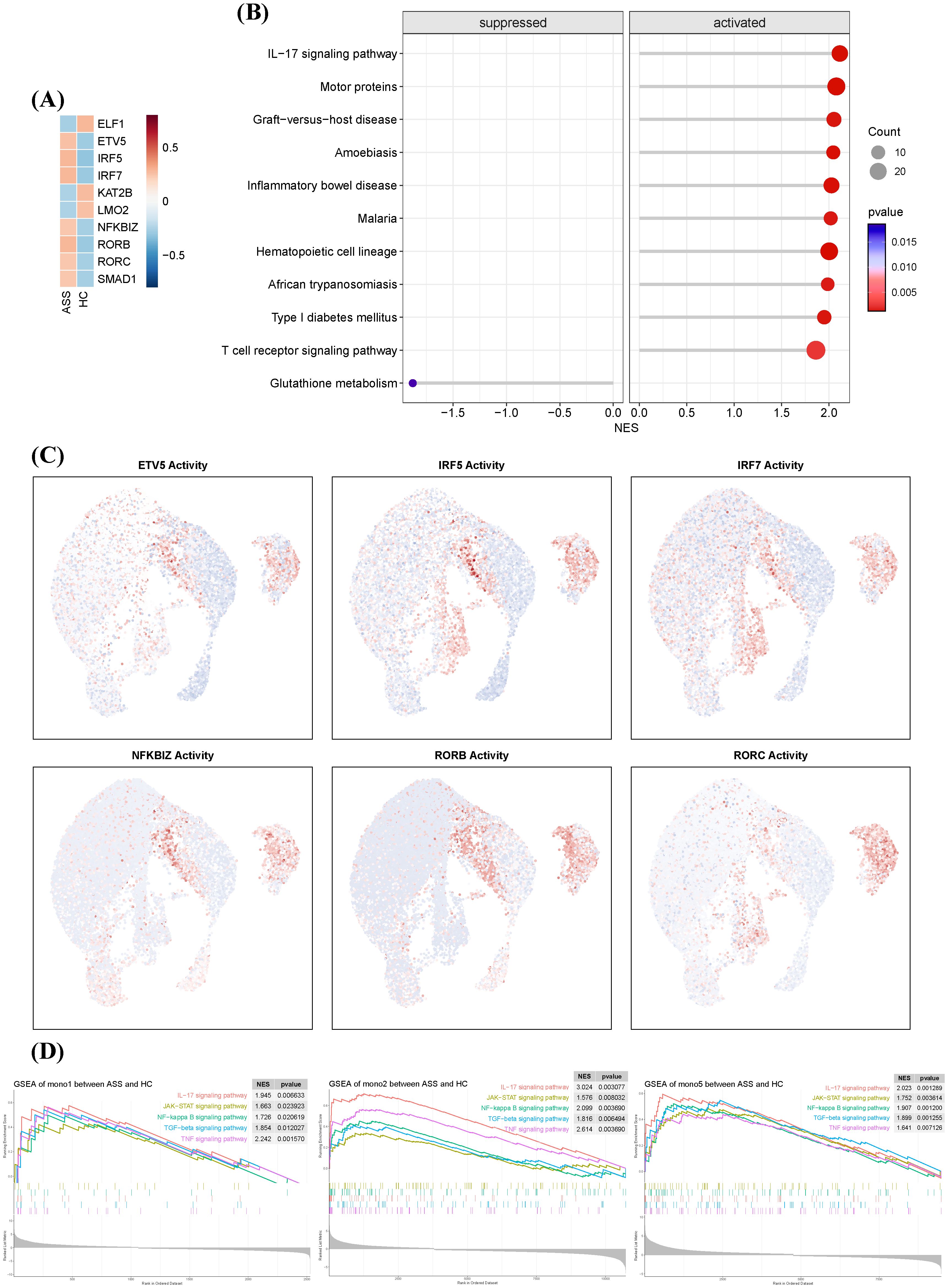 (A) Heatmap displaying differential gene expression between ASS and HC, with color scale from blue to red. (B) Dot plot showing suppressed and activated pathways, including IL-17 signaling, with dot size indicating count and color indicating p-value. (C) Six UMAP plots showing gene activity for ETV5, IRF5, IRF7, NFKBIZ, RORB, and RORC, with color gradient from blue to red. (D) Three line charts depicting GSEA results of monocytes between ASS and HC, with graphs highlighting significant pathways and corresponding p-values and NES.
