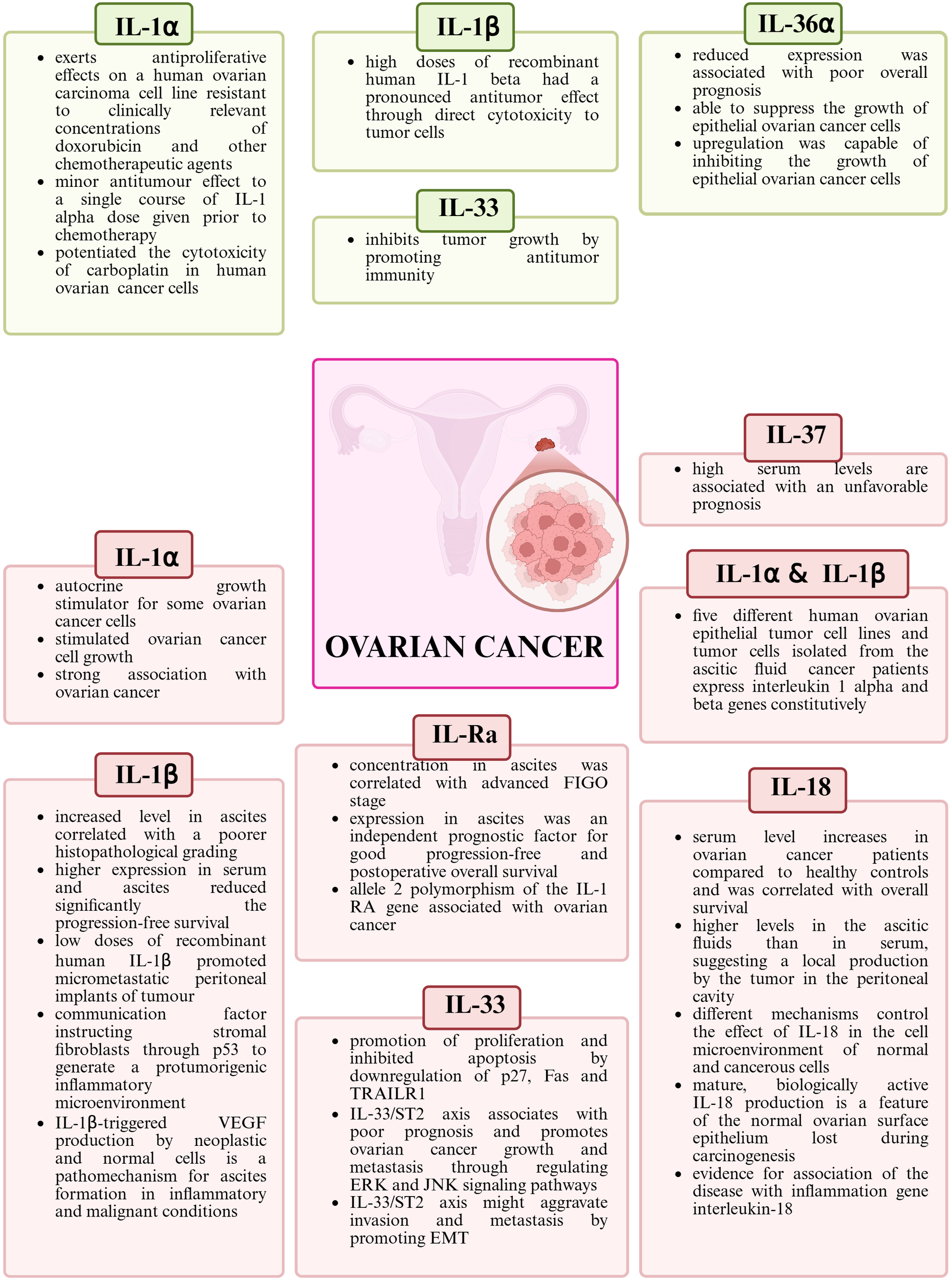 Infographic on ovarian cancer detailing the roles of various interleukins. Top left boxes highlight IL-1α's role in antiproliferative effects and IL-1β's antitumor effects. IL-33 inhibits tumor growth. IL-36α influences prognosis and cancer cell growth. Central image shows a uterus with a magnified view of cancerous cells. Bottom sections explain IL-1α, IL-1β, IL-Ra, IL-37, IL-18, and IL-33's roles in cancer progression, prognosis, and associated genetic expressions. Emphasis on interleukins' involvement in tumor growth, survival rates, and immune response.