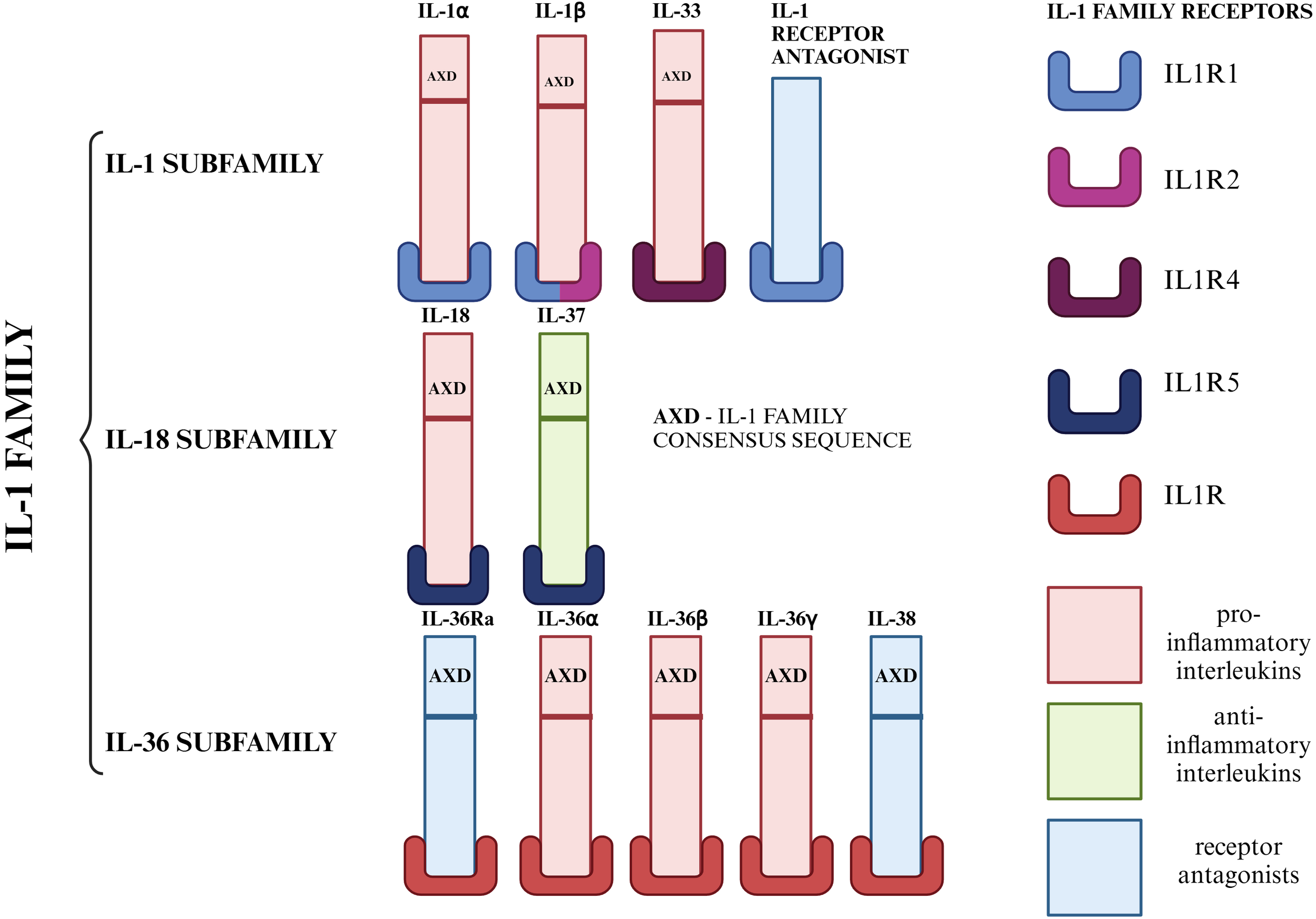 Diagram of the IL-1 family, showing three subfamilies: IL-1, IL-18, and IL-36. Each subfamily comprises different interleukins, such as IL-1α, IL-1β, IL-18, IL-36γ, and others, highlighted in color-coded rectangles. The diagram includes a key for IL-1 family consensus sequence (AXD) and receptor pathways, with colors indicating pro-inflammatory interleukins, anti-inflammatory interleukins, and receptor antagonists. IL-1 family receptors are also depicted, including IL1R1, IL1R2, and others.