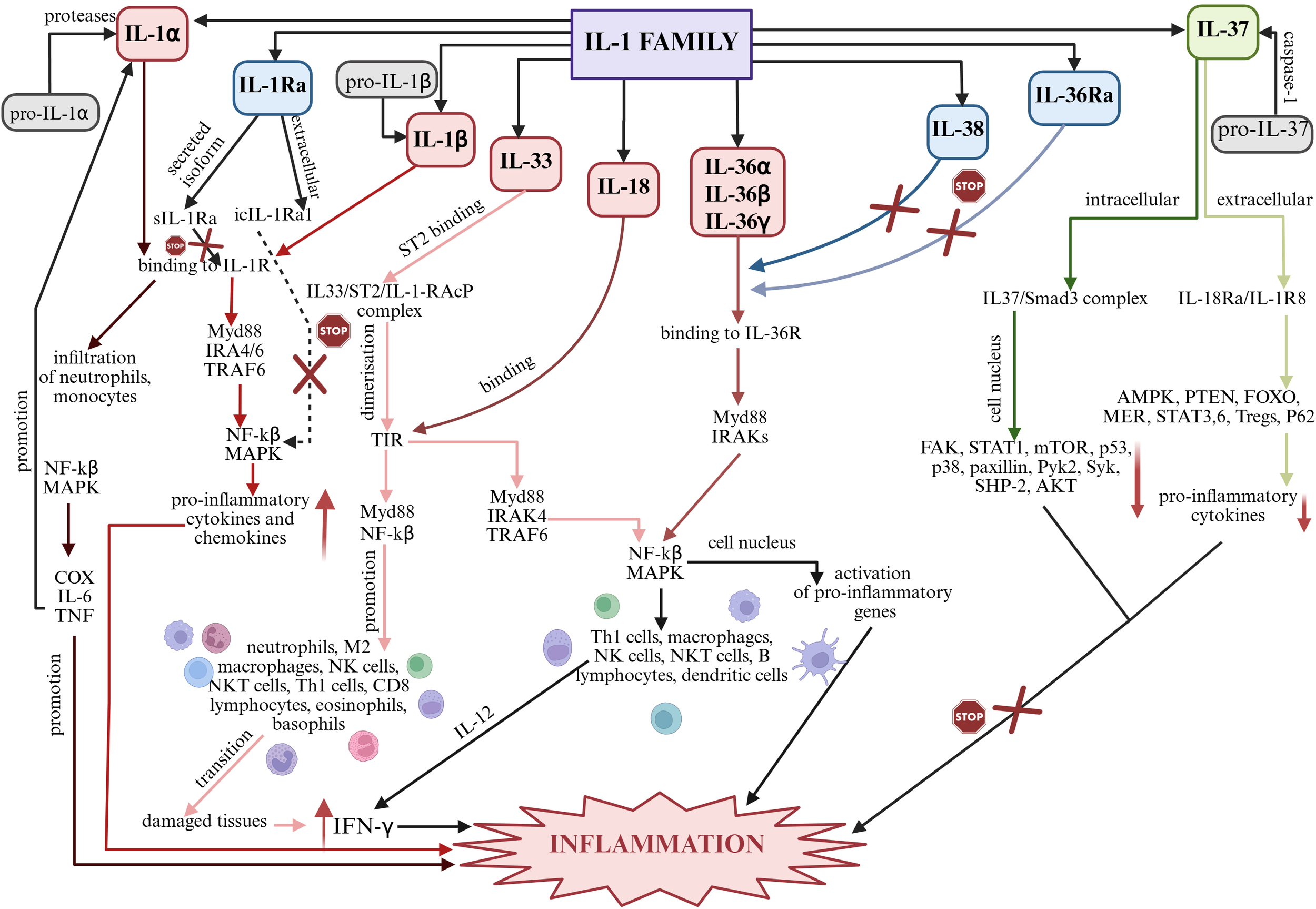 Diagram detailing the IL-1 cytokine family and its role in inflammation. It shows the activation pathways of IL-1α, IL-1β, IL-33, IL-36, IL-37, IL-36Ra, and IL-38, highlighting various cellular interactions, signaling pathways, and outcomes like the promotion of pro-inflammatory cytokines and infiltration of immune cells, leading to inflammation. Pathways involve Myd88, NF-kB, MAPK, and others. Key interactions noted with cellular components such as neutrophils, macrophages, and lymphocytes.