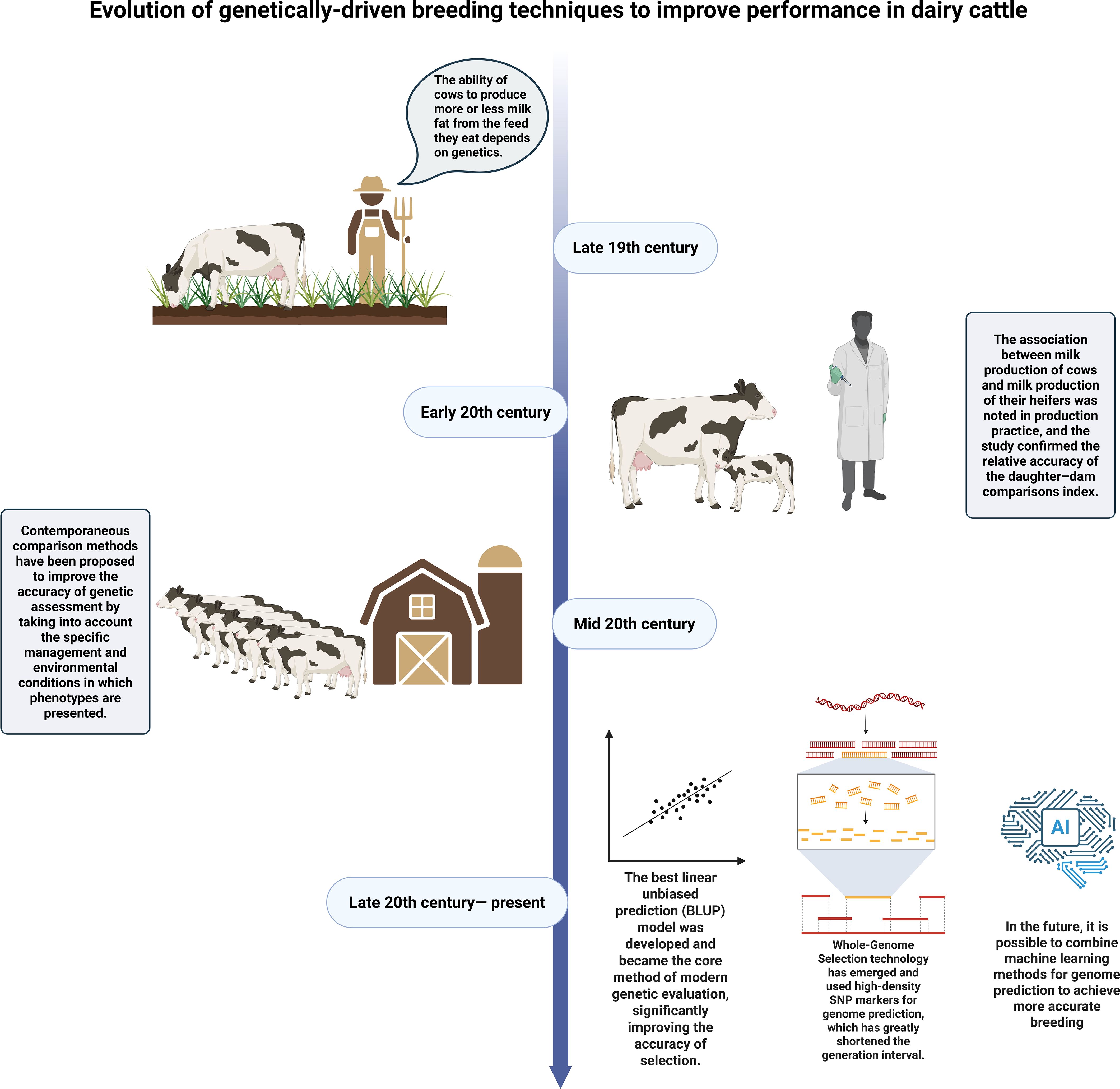 Flowchart depicting the evolution of genetically-driven breeding techniques to improve dairy cattle performance. It moves chronologically from the late 19th century to the present. Late 19th century shows a farmer and cow with a speech bubble about genetics influencing milk fat production. Early 20th century depicts cows lined up by a barn, referencing improved genetic assessment methods. Mid 20th century shows a farmer, cow, and calf, highlighting daughter-dam comparison accuracy. Late 20th century to present illustrates graphs and genome schematics, explaining BLUP models, whole-genome selection with SNP markers, and future machine learning applications.