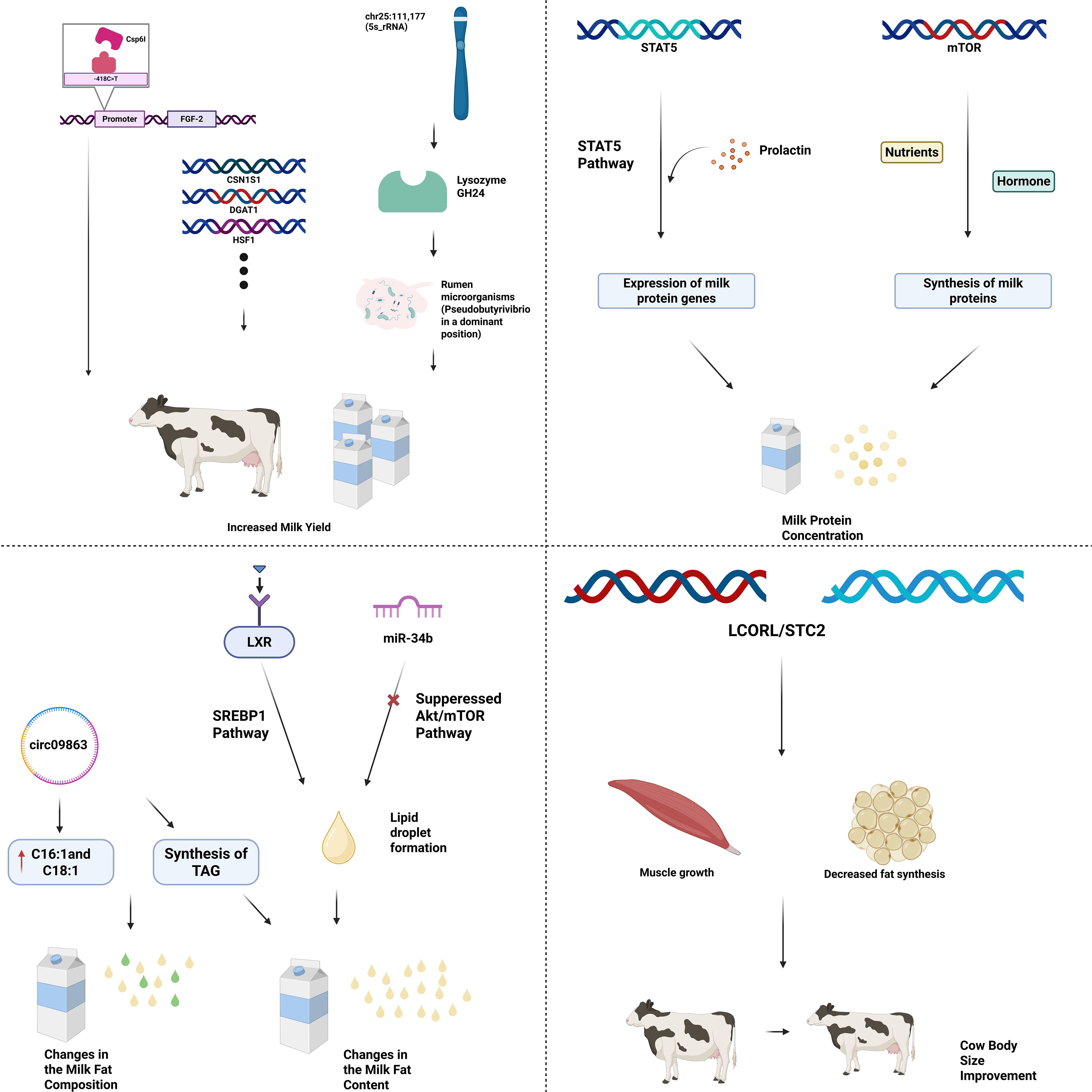 Diagram detailing genetic and molecular pathways affecting dairy cow traits. Top left shows increased milk yield through pathways involving FGF-2 and lysozyme GH24. Top right displays the STAT5 and mTOR pathways influencing milk protein concentration. Bottom left illustrates changes in milk fat composition mediated by SREBP1 and miR-34b pathways, highlighting synthesis of TAG and lipid formation. Bottom right depicts muscle growth and reduced fat synthesis through LCORL/STC2, improving cow body size. Various genetic elements, molecules, and cow images are included to represent these processes.