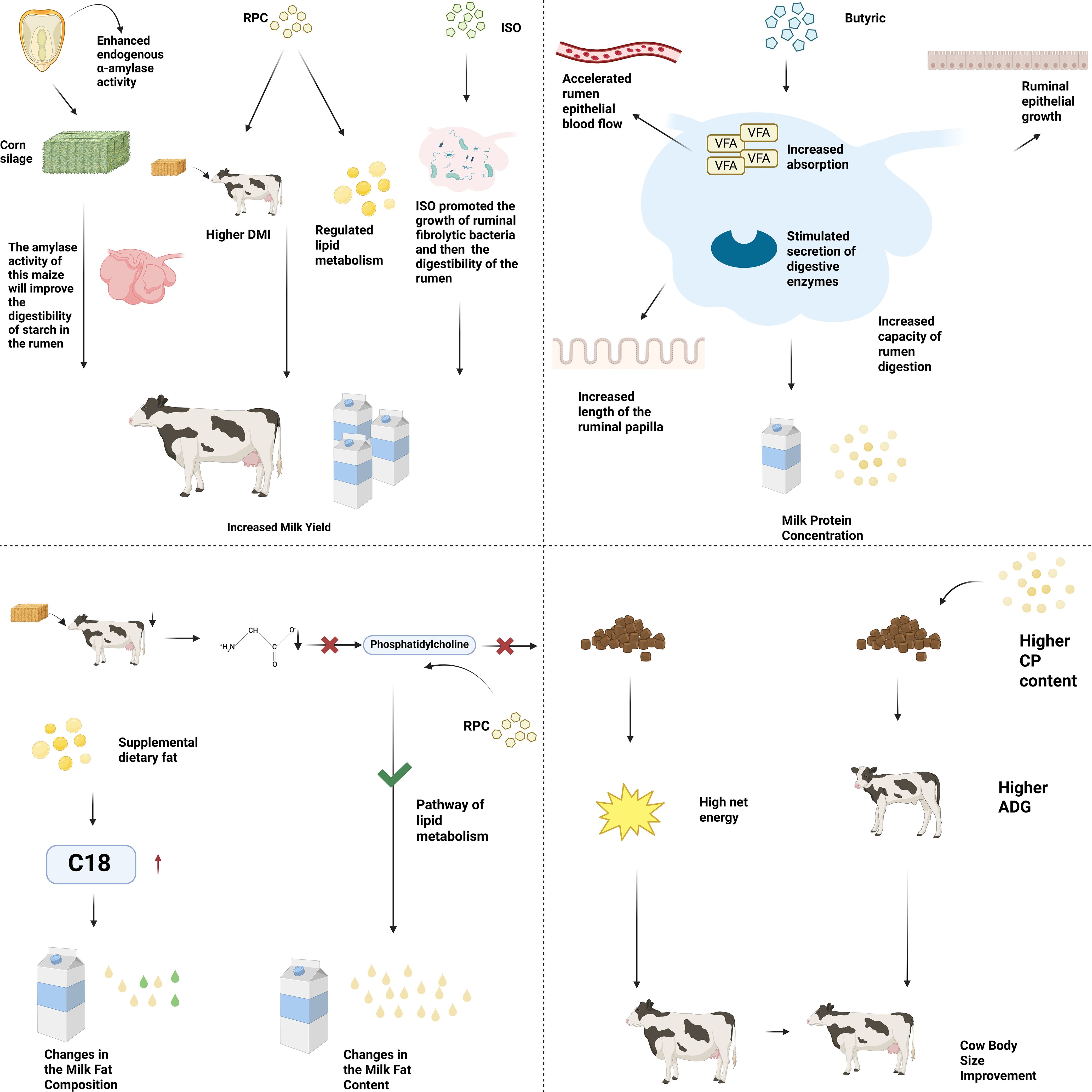 Illustration depicting the effects of corn silage and dietary supplements on cows. Top left panel shows enhanced amylase activity improving starch digestibility, leading to higher dry matter intake (DMI) and increased milk yield. Top right panel highlights increased epithelial blood flow and absorption in the rumen, enhancing digestive capacity and milk protein concentration. Bottom left panel shows supplemental fat altering milk fat composition and content through lipid metabolism. Bottom right panel details higher crude protein (CP) content in diet leading to increased average daily gain (ADG) and cow body size improvement.