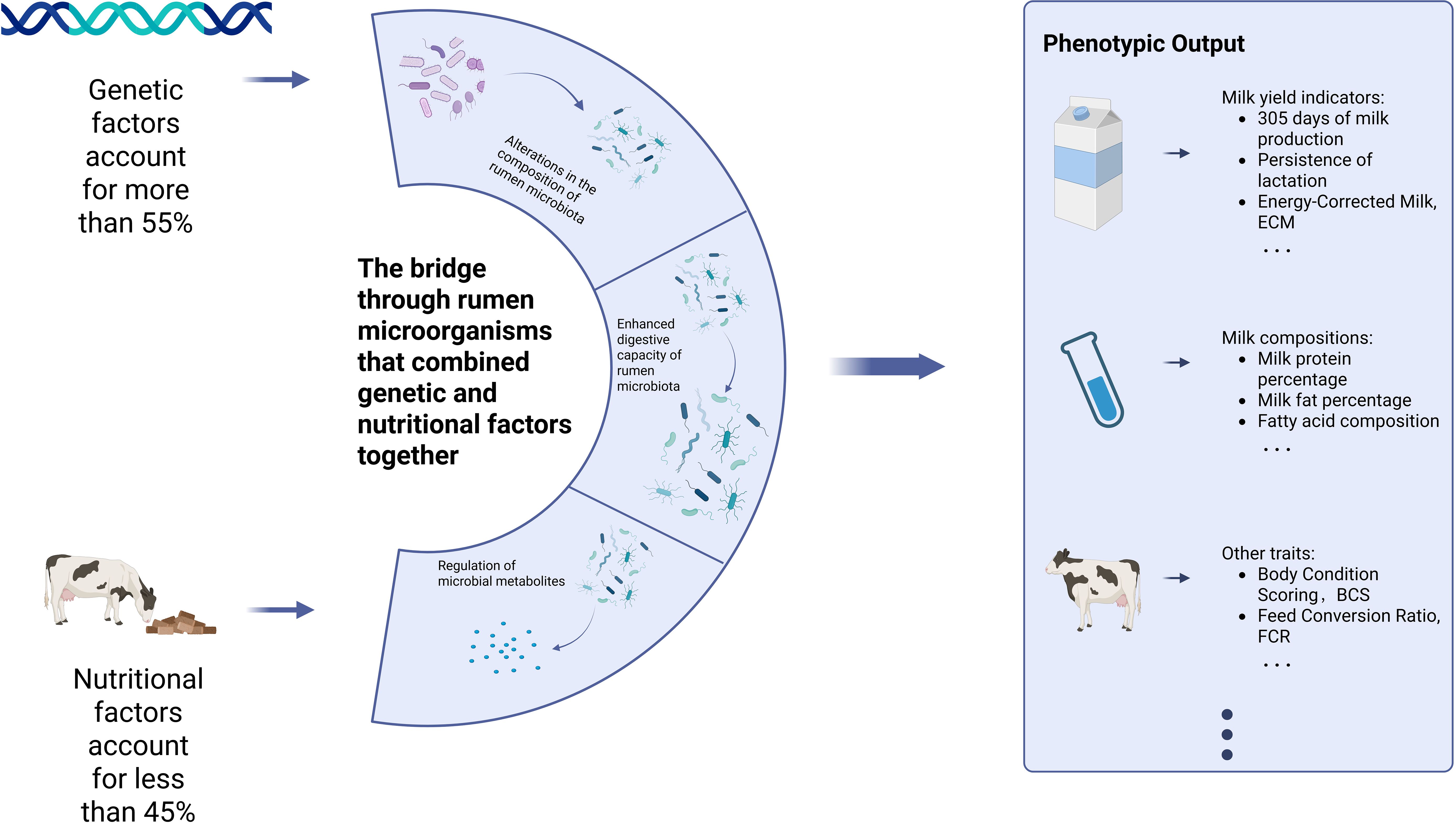 Diagram illustrating the influence of genetic and nutritional factors on phenotypic outputs in cows. Genetic factors contribute over fifty-five percent, affecting rumen microorganisms, leading to alterations in microbiota composition and enhanced digestive capacity. Nutritional factors under forty-five percent regulate microbial metabolites. Outputs include milk yield, milk composition, and traits like body condition and feed conversion ratio.