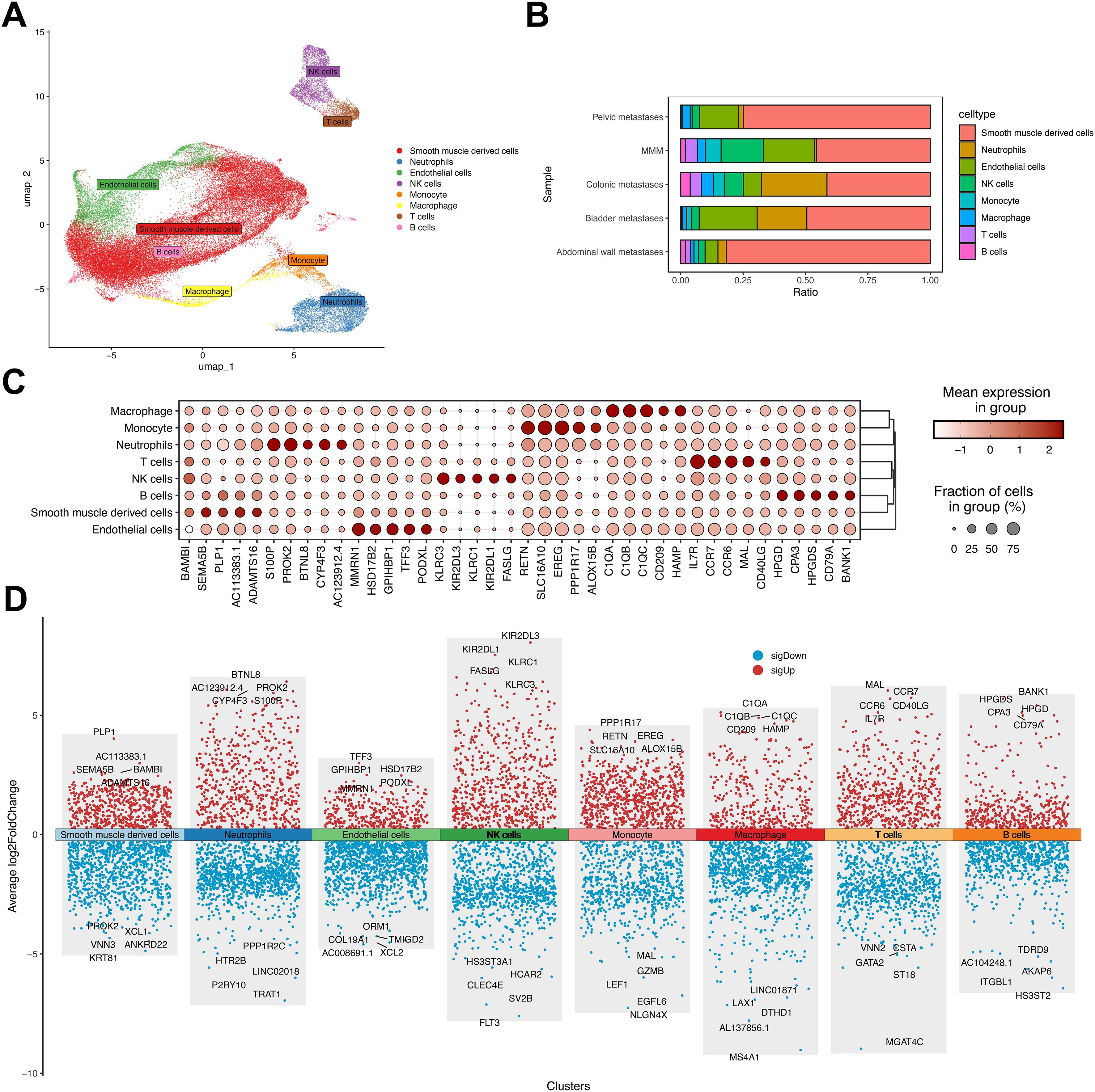 Panel A presents a scatter plot displaying cell types identified through UMAP clustering, marked by distinct colors for each type. Panel B shows a bar graph indicating the proportions of various cell types across different samples. Panel C is a dot plot illustrating gene expression levels across different cell types, with dot size representing the fraction of cells. Panel D presents a scatter plot of average gene expression changes across clusters, showing upregulated and downregulated genes in specific cell types.