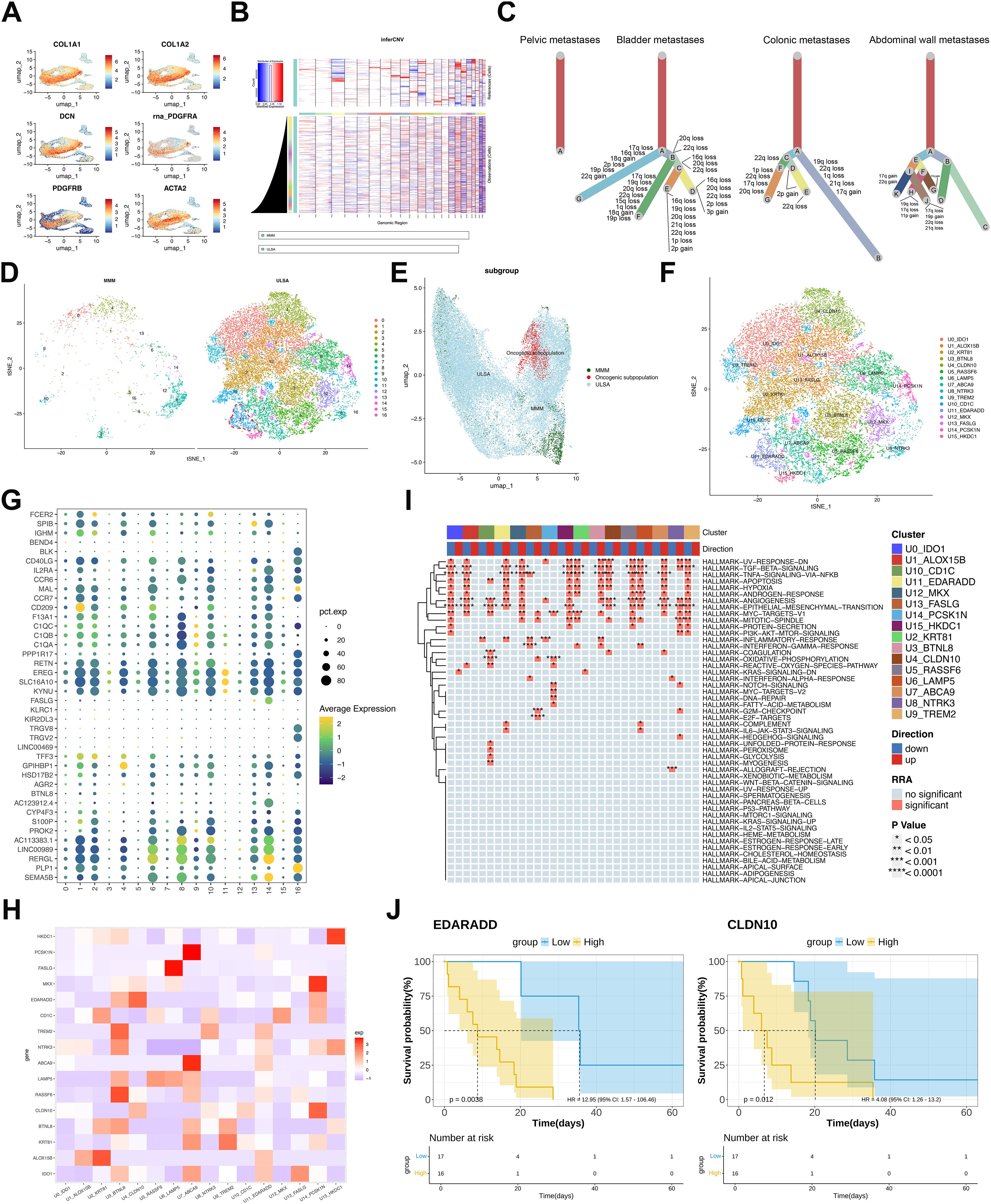 The image consists of multiple panels depicting scientific data and analyses related to gene expression and metastasis. Panel A shows UMAP plots with gene expression levels of various markers. Panel B includes heatmaps indicating differences in gene expression. Panel C visualizes a lineage diagram of metastasis origins. Panels D and F display UMAP plots of cellular subtypes. Panel E shows subgroups in a scatter plot. Panel G provides a dot plot of gene expression percentages. Panel H features a heatmap of expression correlations. Panel I is a clustered heatmap of differentially expressed genes. Panel J presents Kaplan-Meier survival plots for EDARADD and CLDN10 gene groups.