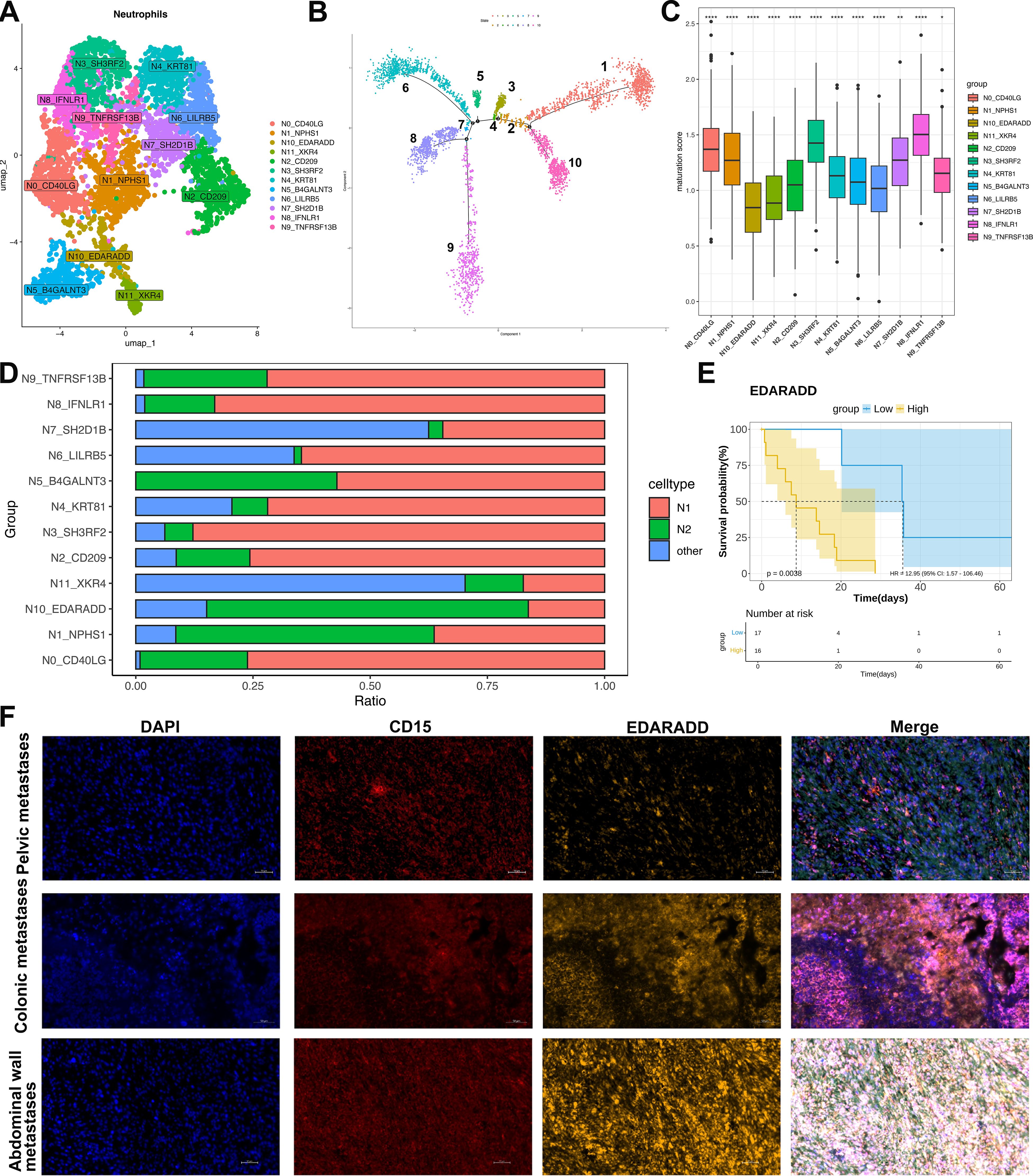 Composite image with six panels: A) UMAP plot showing clusters of neutrophils in different colors. B) Trajectory analysis depicting distinct cell lineage paths. C) Box plot illustrating expression levels of various genes across groups. D) Bar chart of cell type ratios within groups, showing different colors for N1, N2, and others. E) Kaplan-Meier survival curves indicating differences between low and high EDARADD expression groups. F) Immunofluorescence images of DAPI, CD15, EDARADD, and merged stains in primary lesions, colonic metastases, and abdominal wall metastases, arranged in rows.
